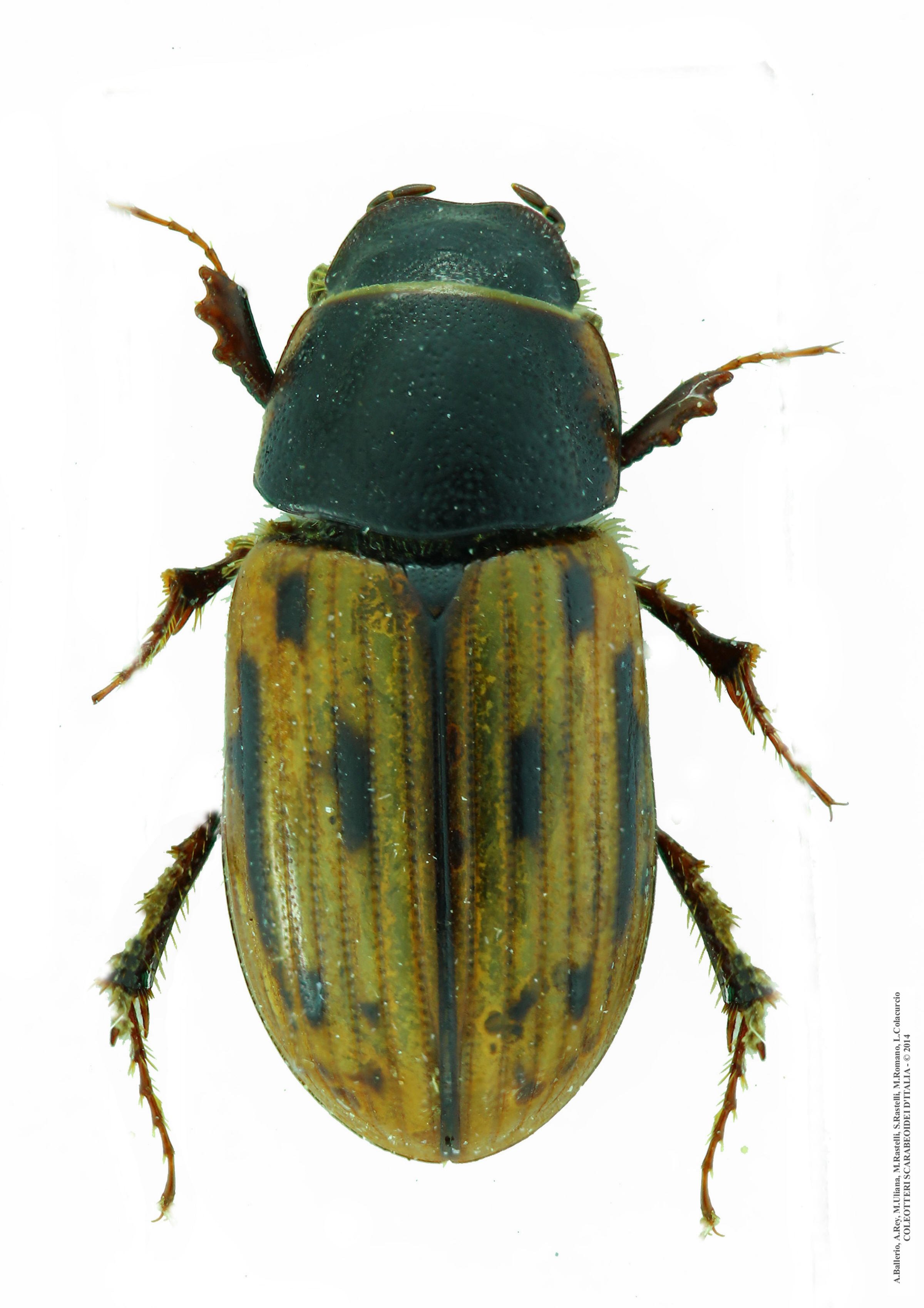 Chilothorax melanostictus