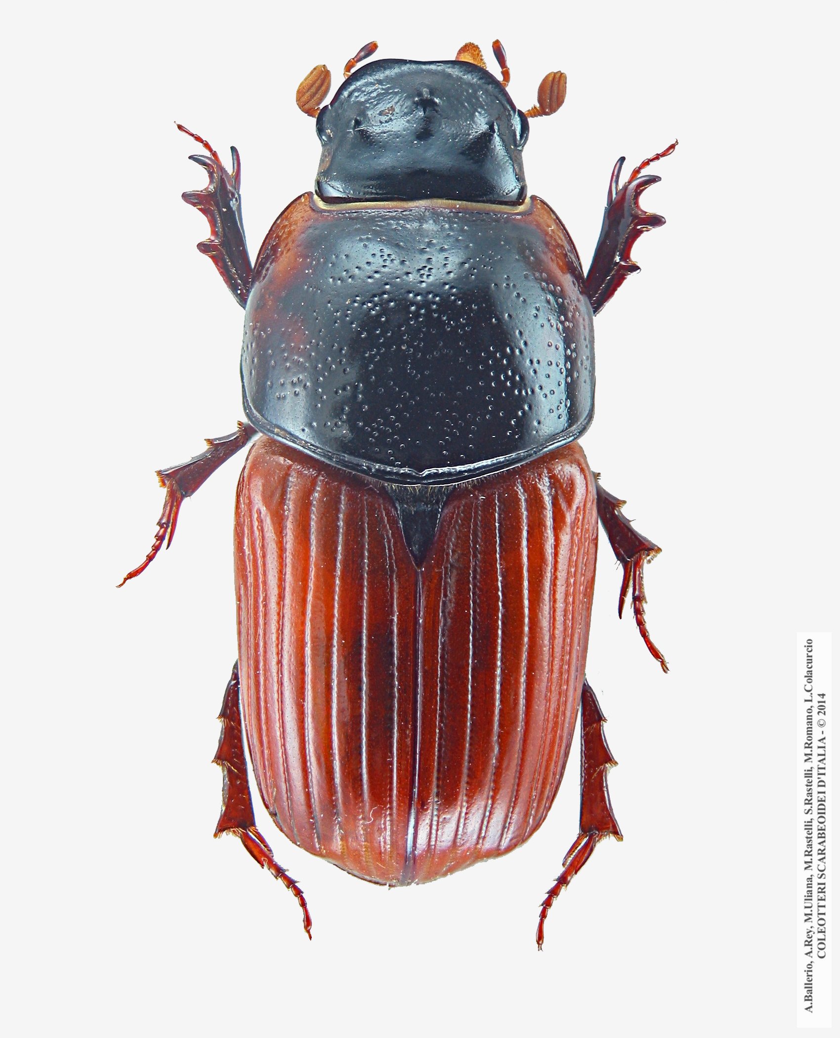 Coprimorphus scrutator