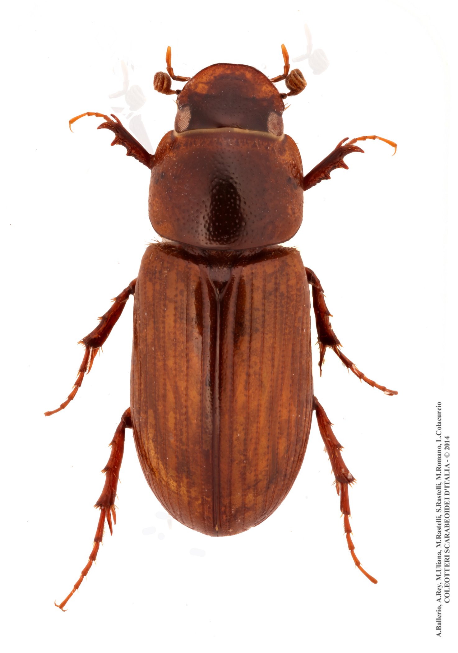 Erytus aequalis