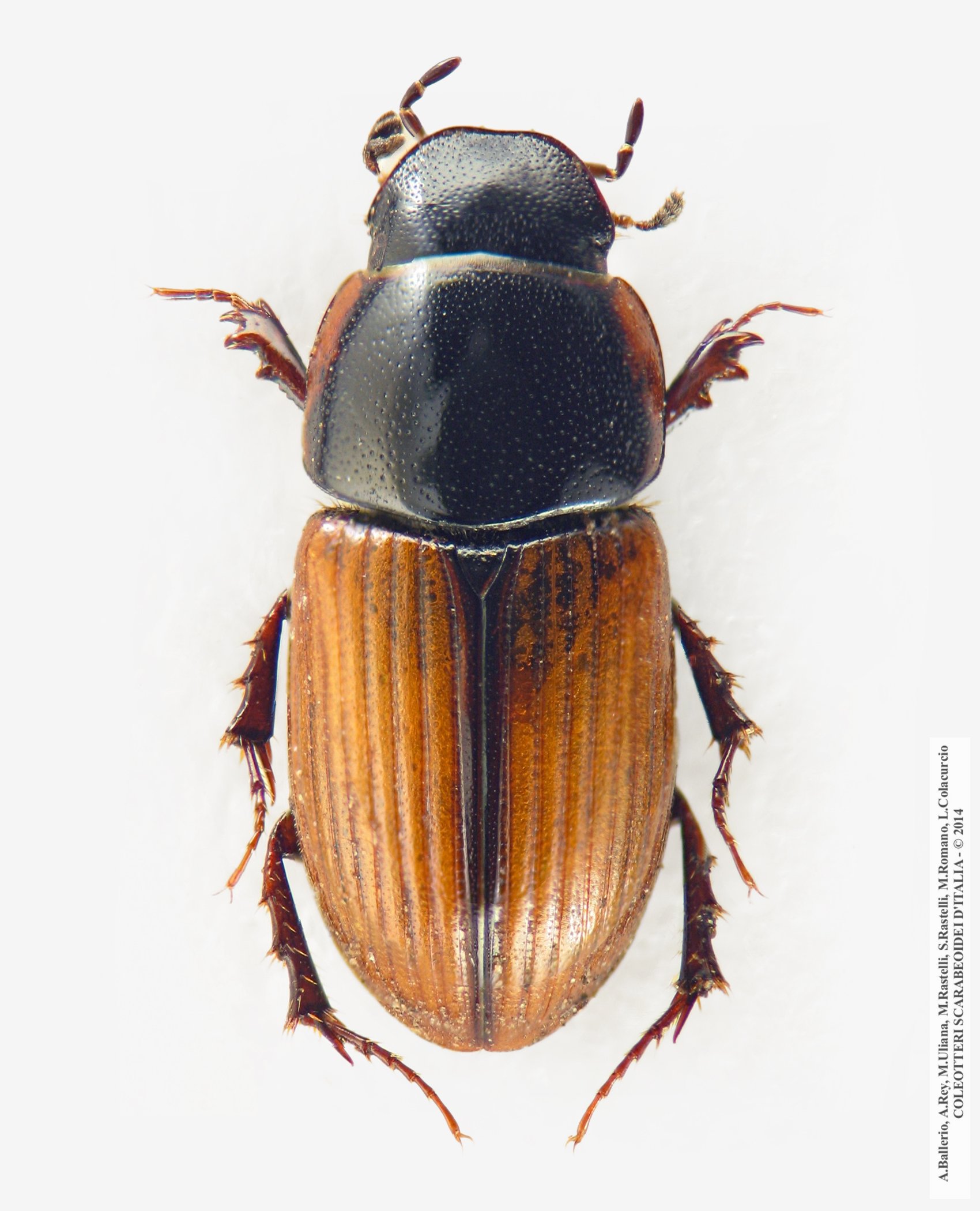 Esymus merdarius