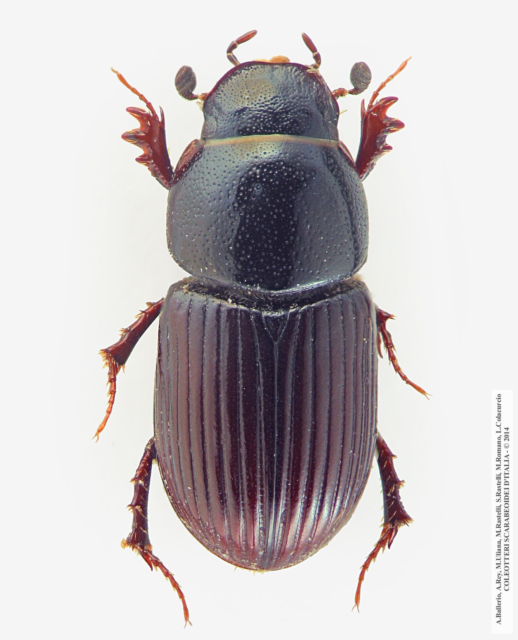 Esymus pusillus pusillus
