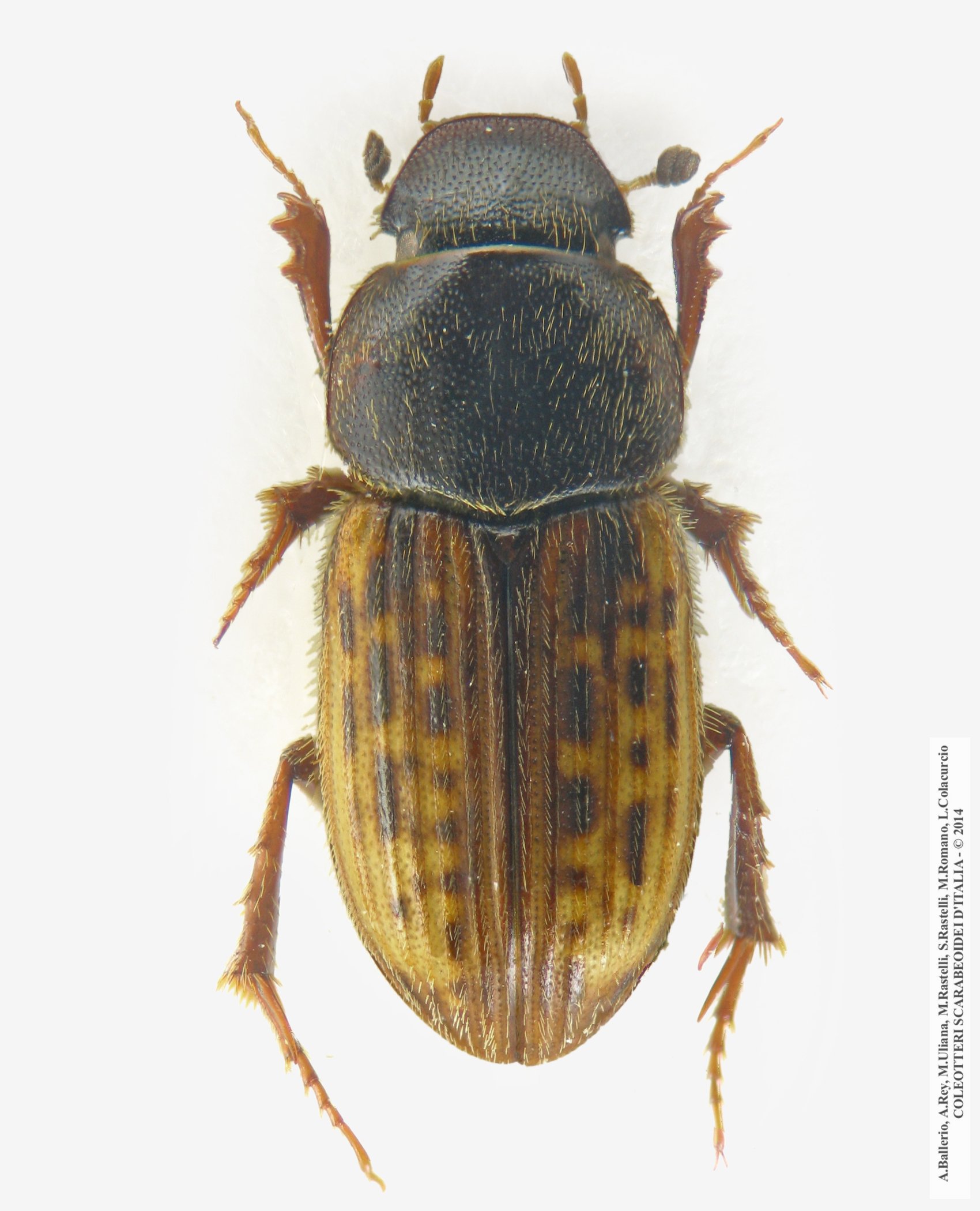 Euheptaulacus carinatus carinatus, femmina
