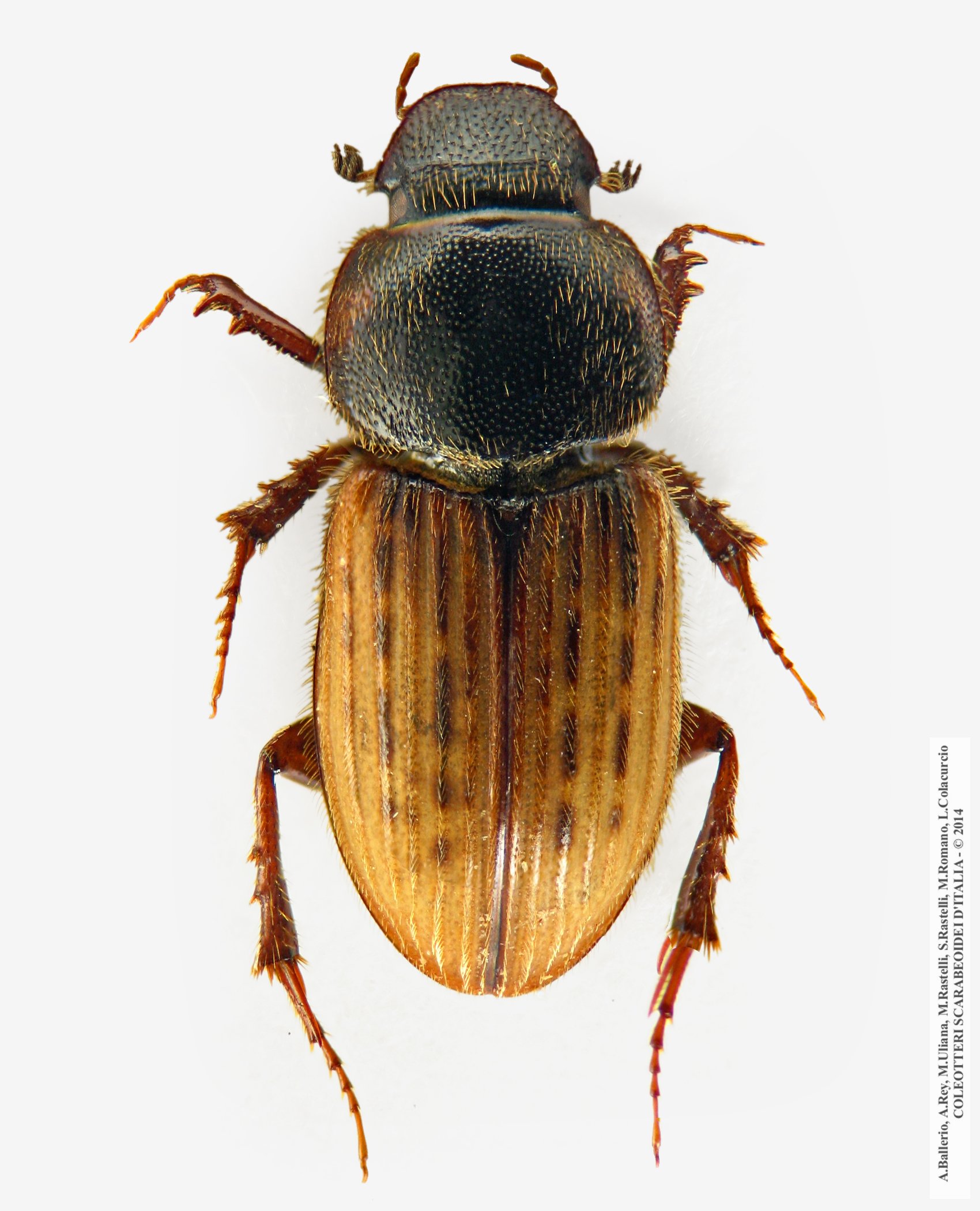 Euheptaulacus carinatus esuriens, maschio 