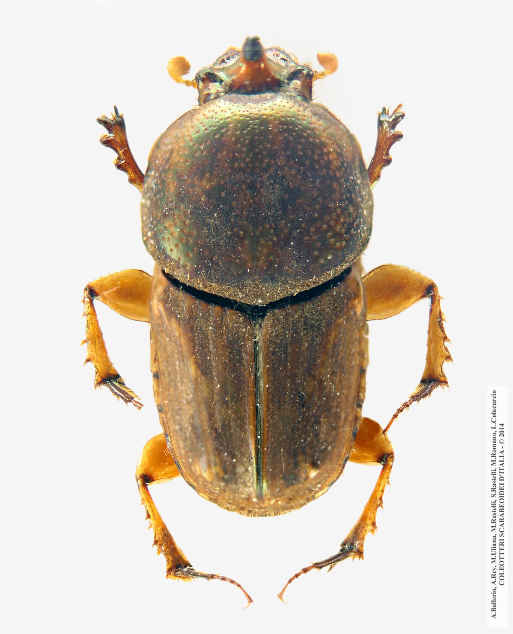 Euoniticellus intermedius