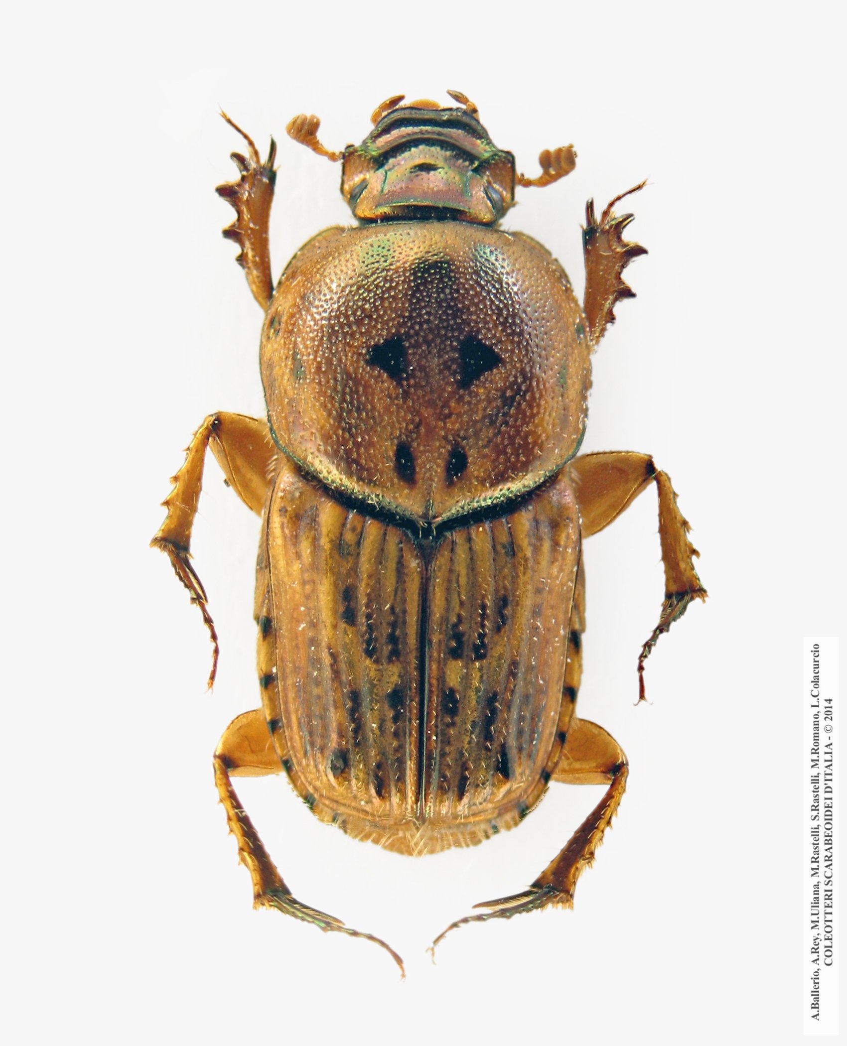 Euoniticellus pallens, maschio
