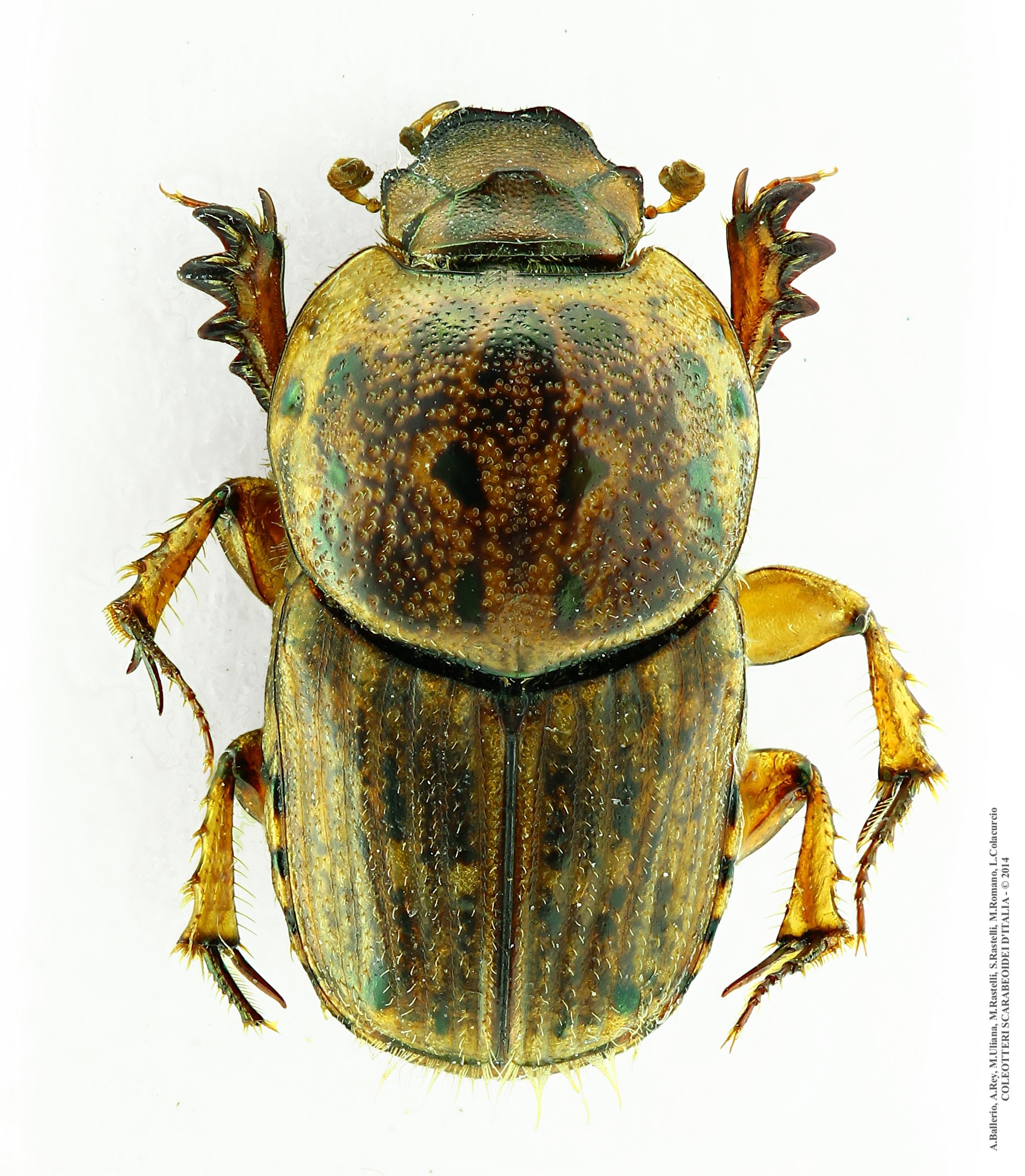 Euoniticellus pallipes, femmina