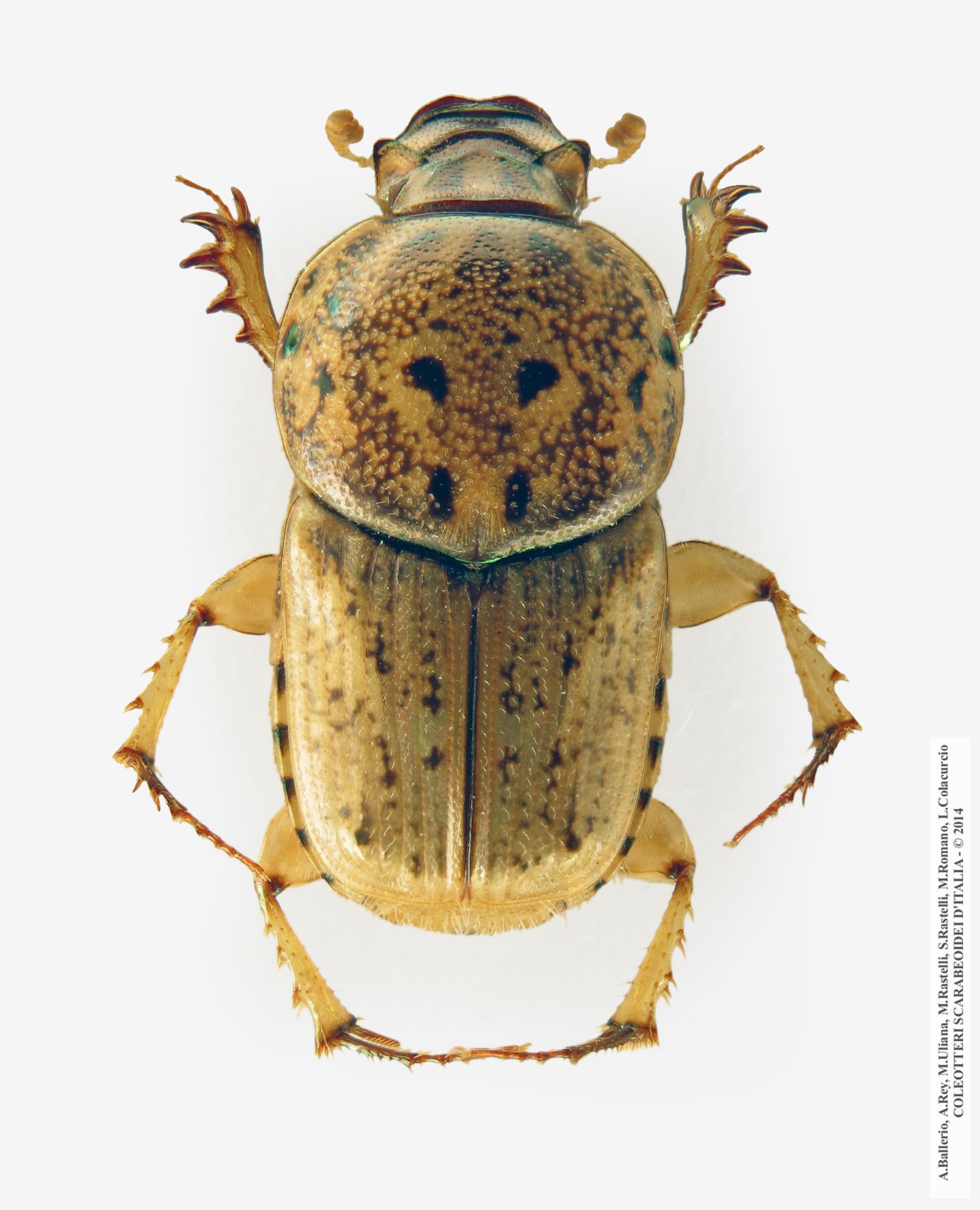 Euoniticellus pallipes, maschio