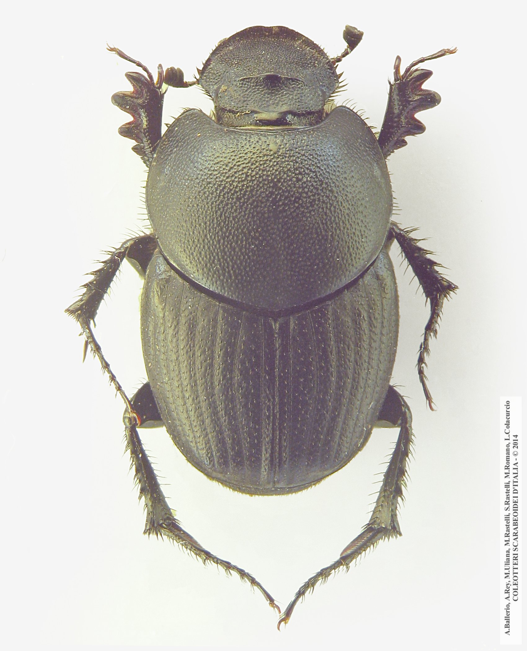 Euonthophagus amyntas amyntas, femmina