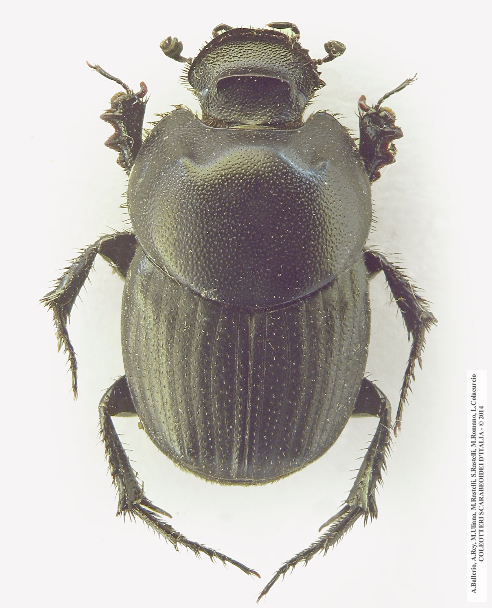 Euonthophagus amyntas amyntas, maschio