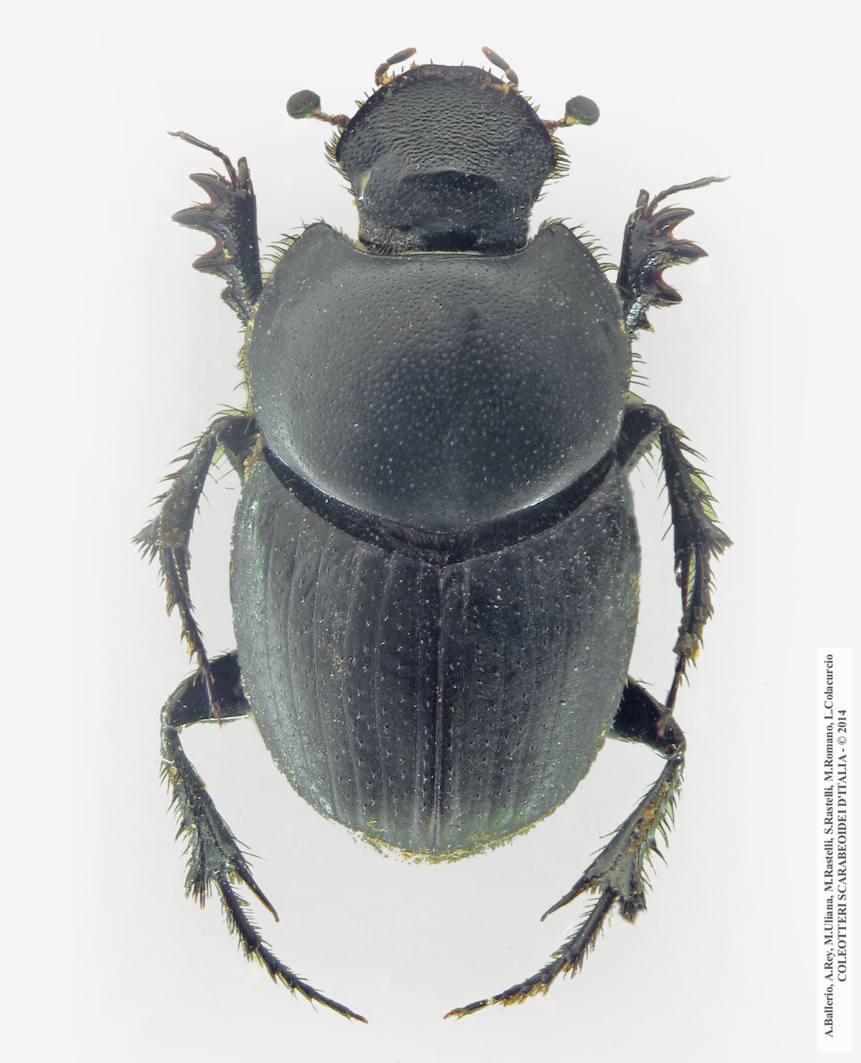 Euonthophagus crocatus crocatus, femmina