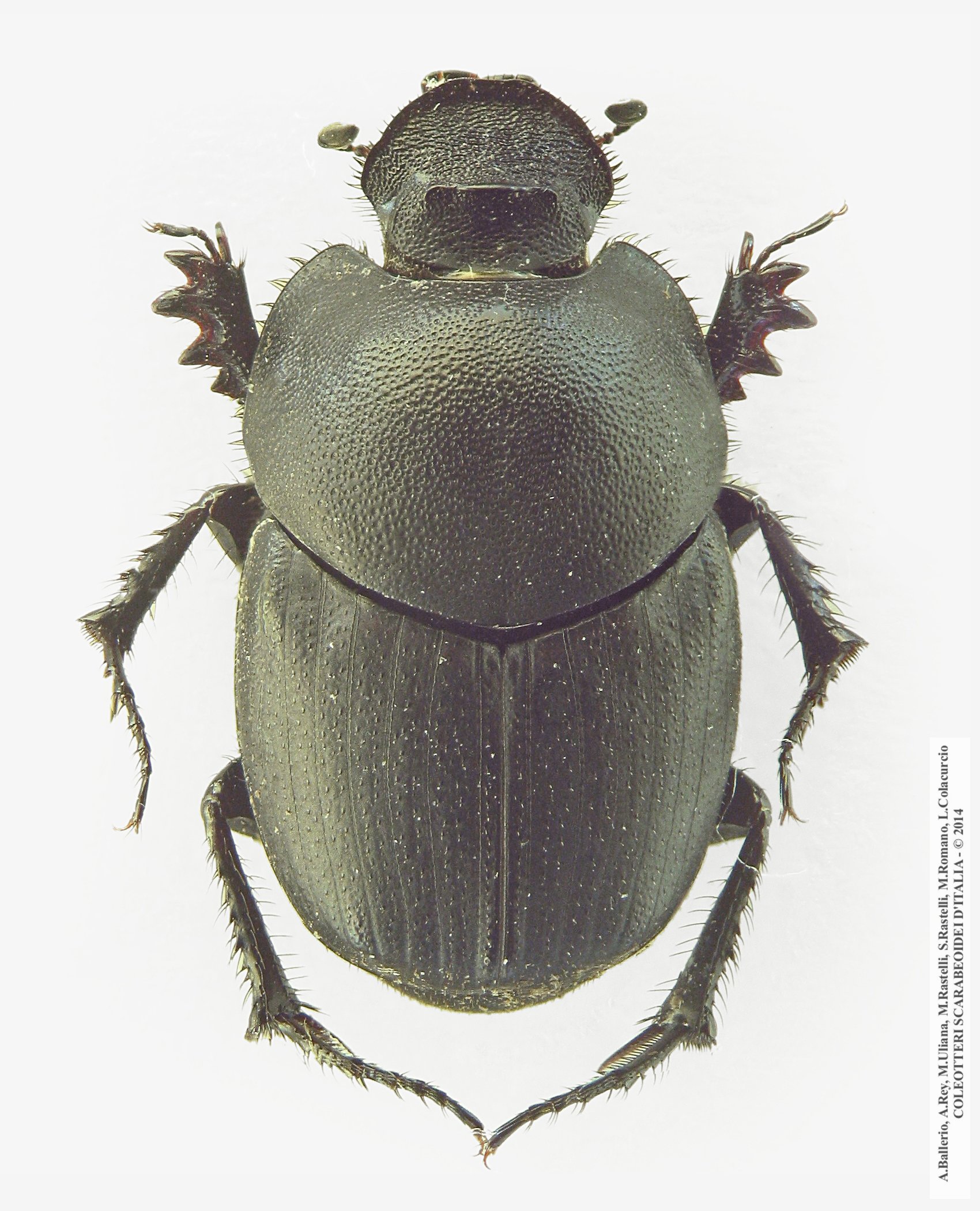 Euonthophagus gibbosus, femmina