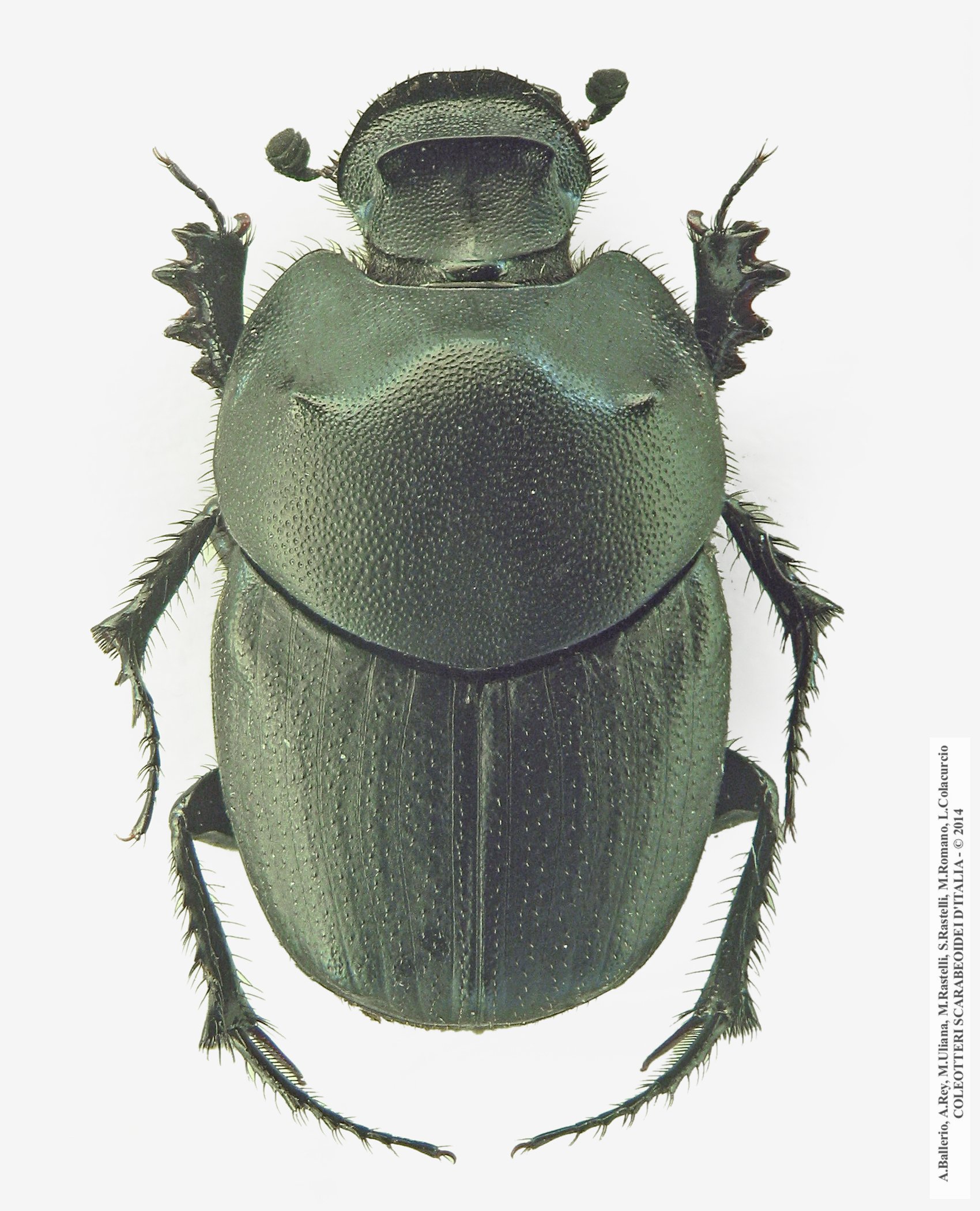Euonthophagus gibbosus, maschio