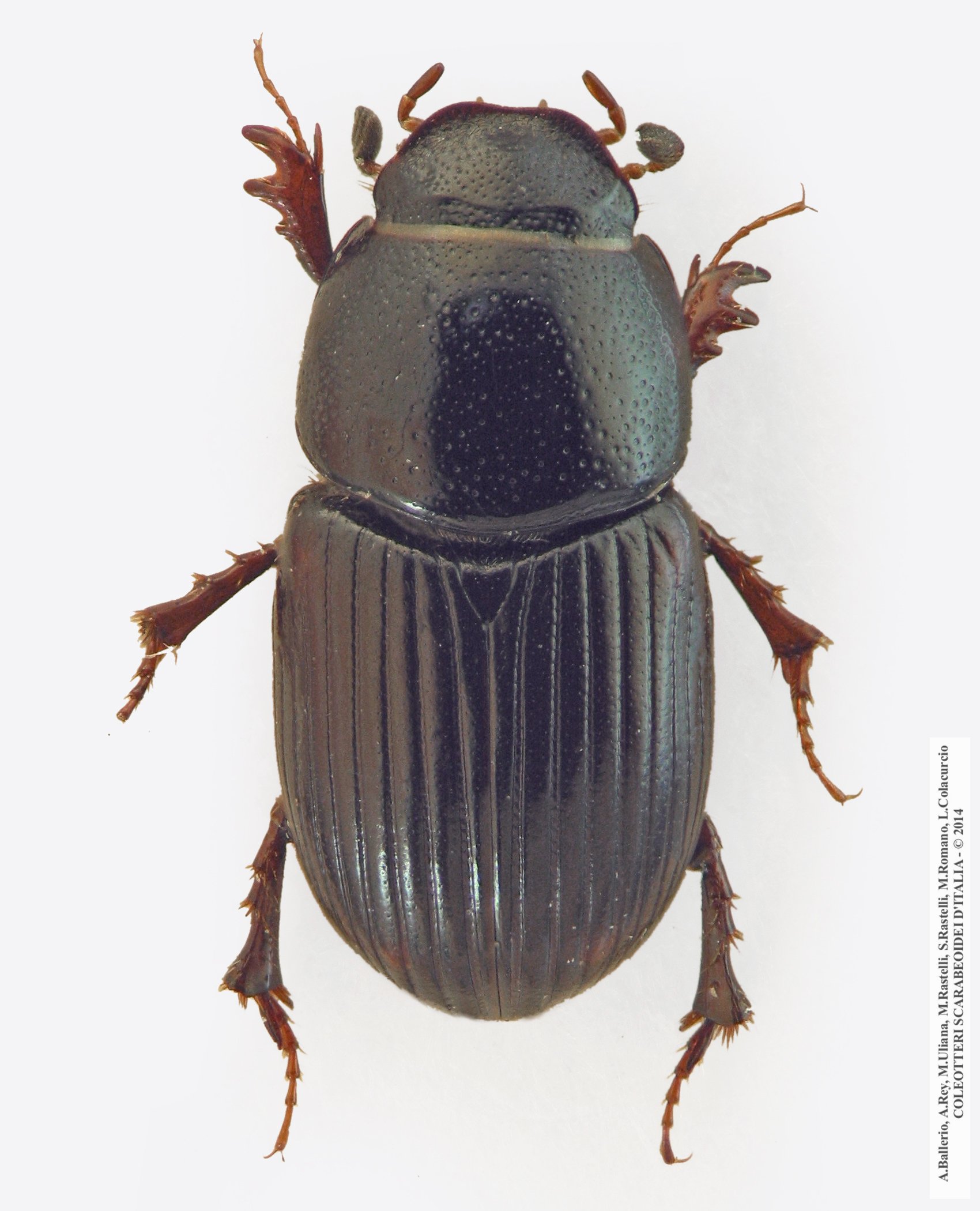 Euorodalus paracoenosus, femmina