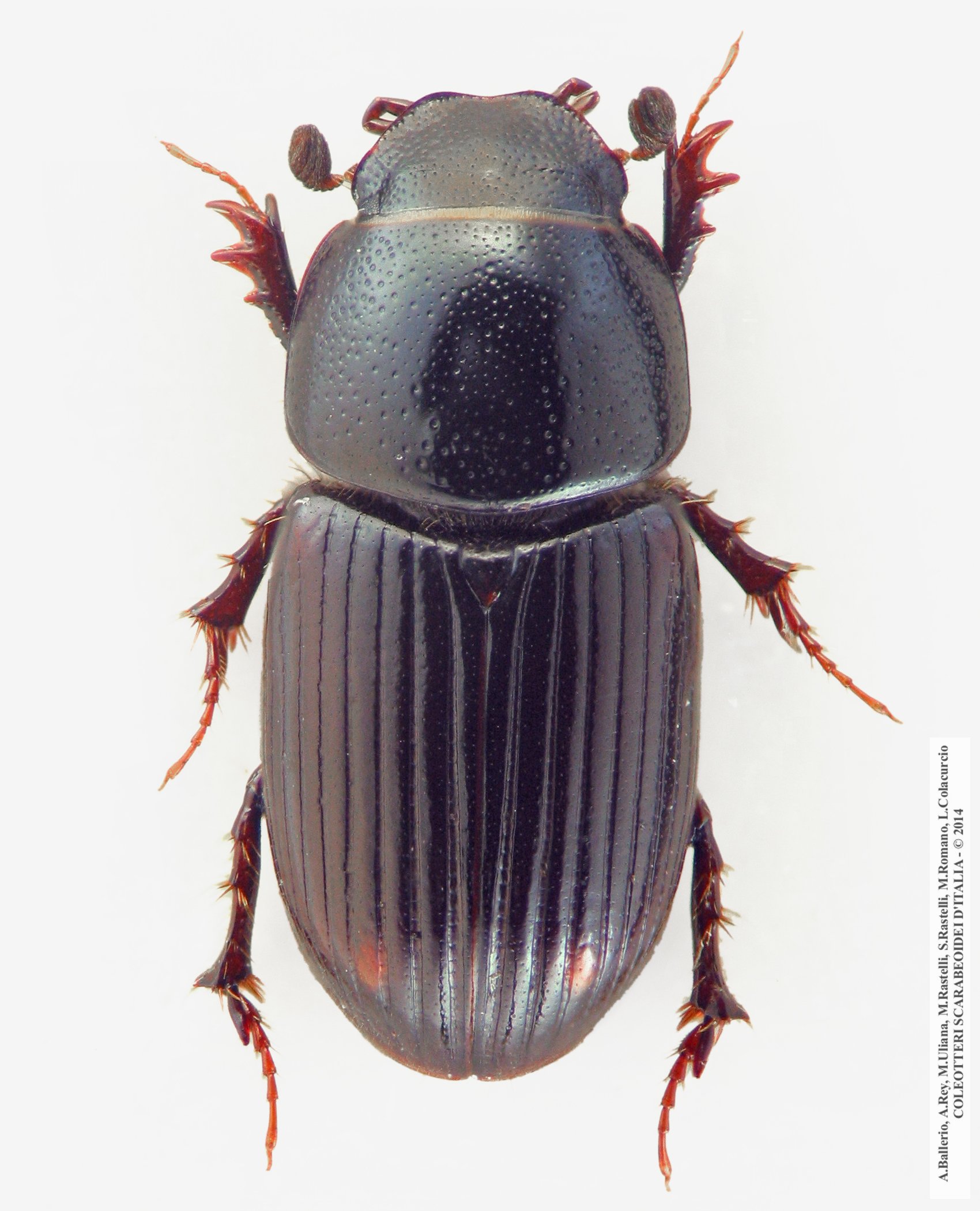 Euorodalus paracoenosus, maschio 