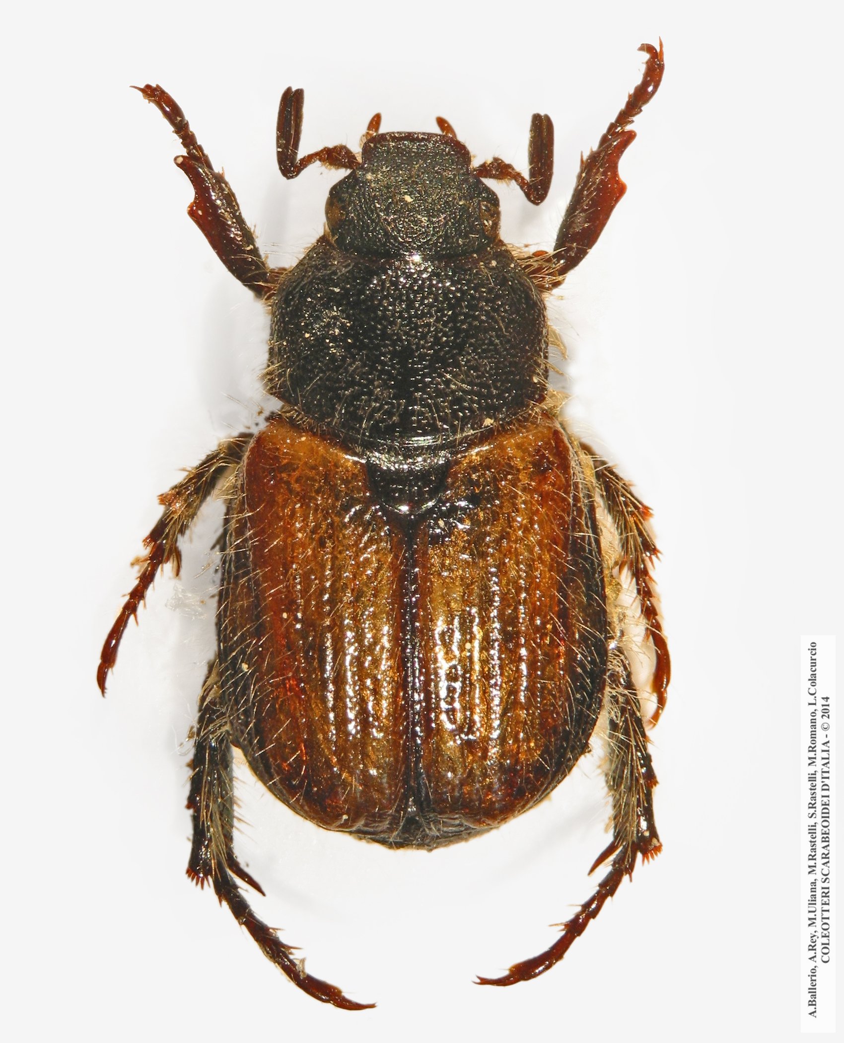 Exomala leonii