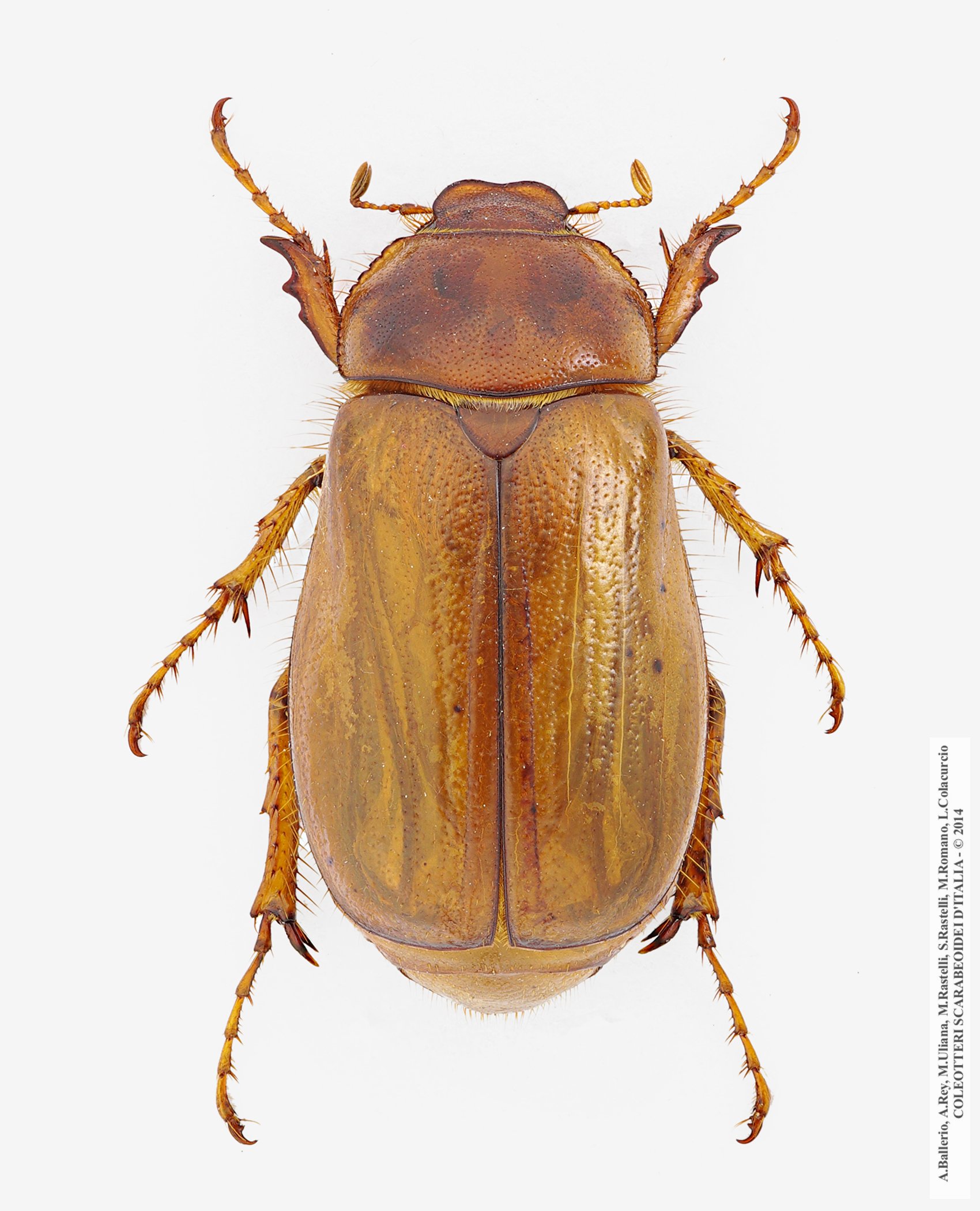 Firminus fossulatus, femmina