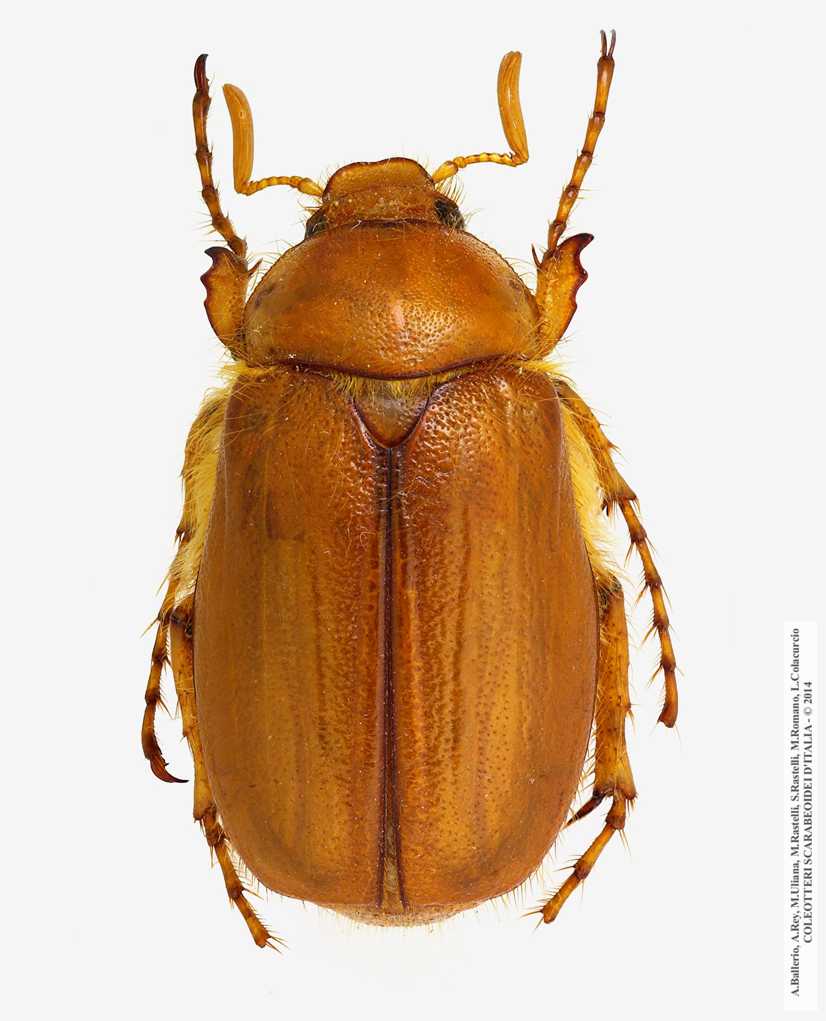 Firminus procerus, maschio