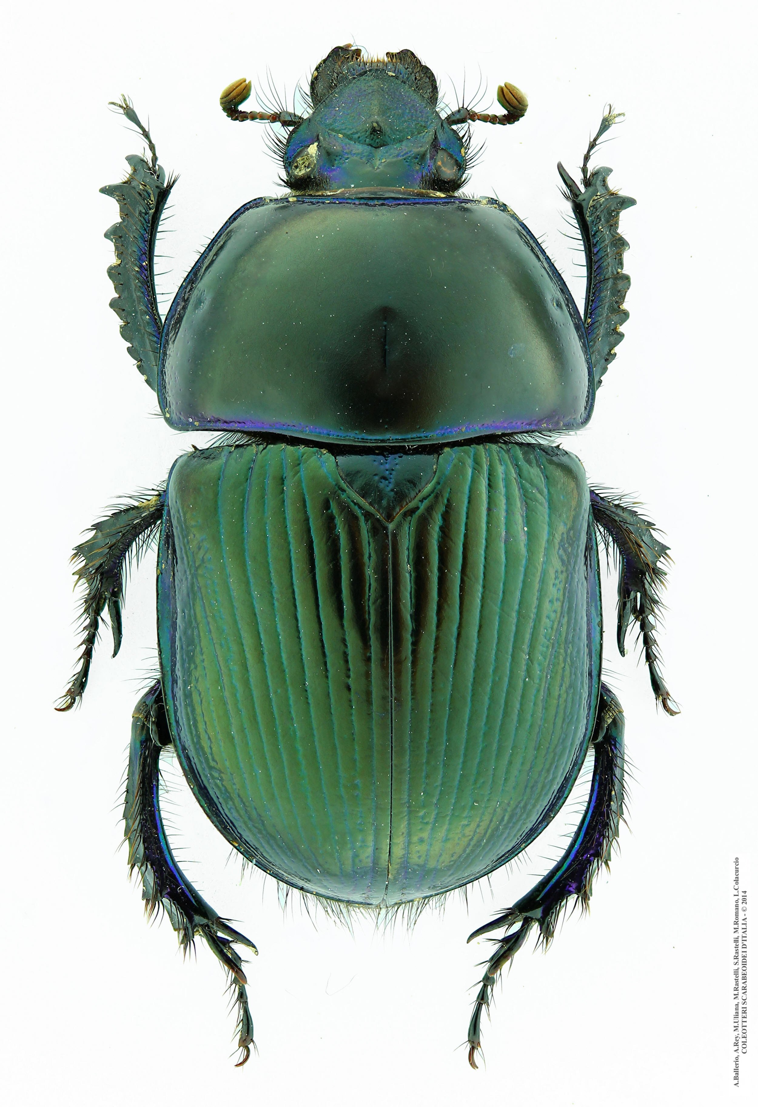 Geotrupes stercorarius