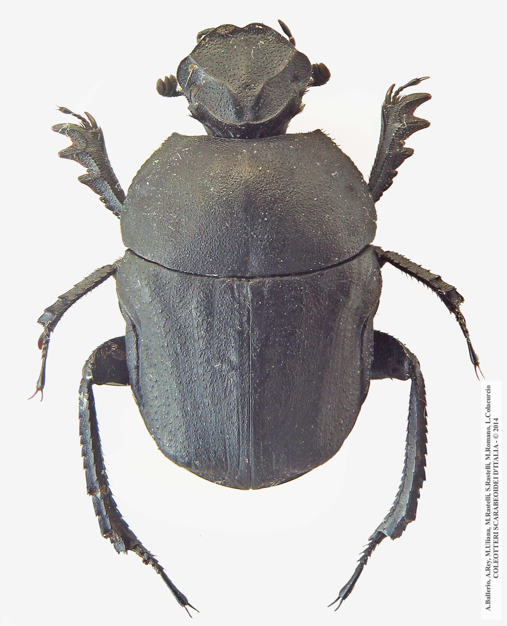 Gymnopleurus mopsus mopsus