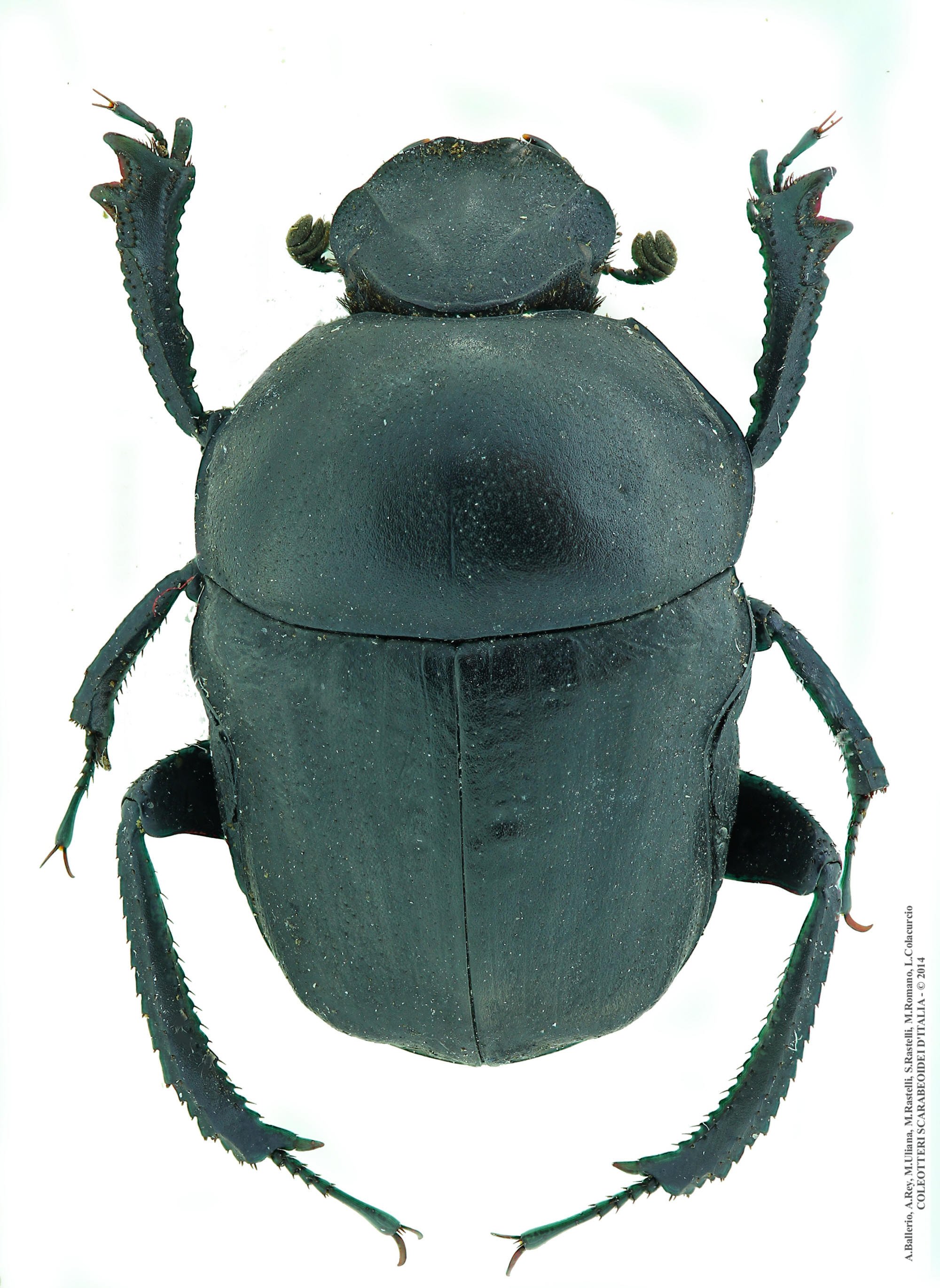 Gymnopleurus sturmi