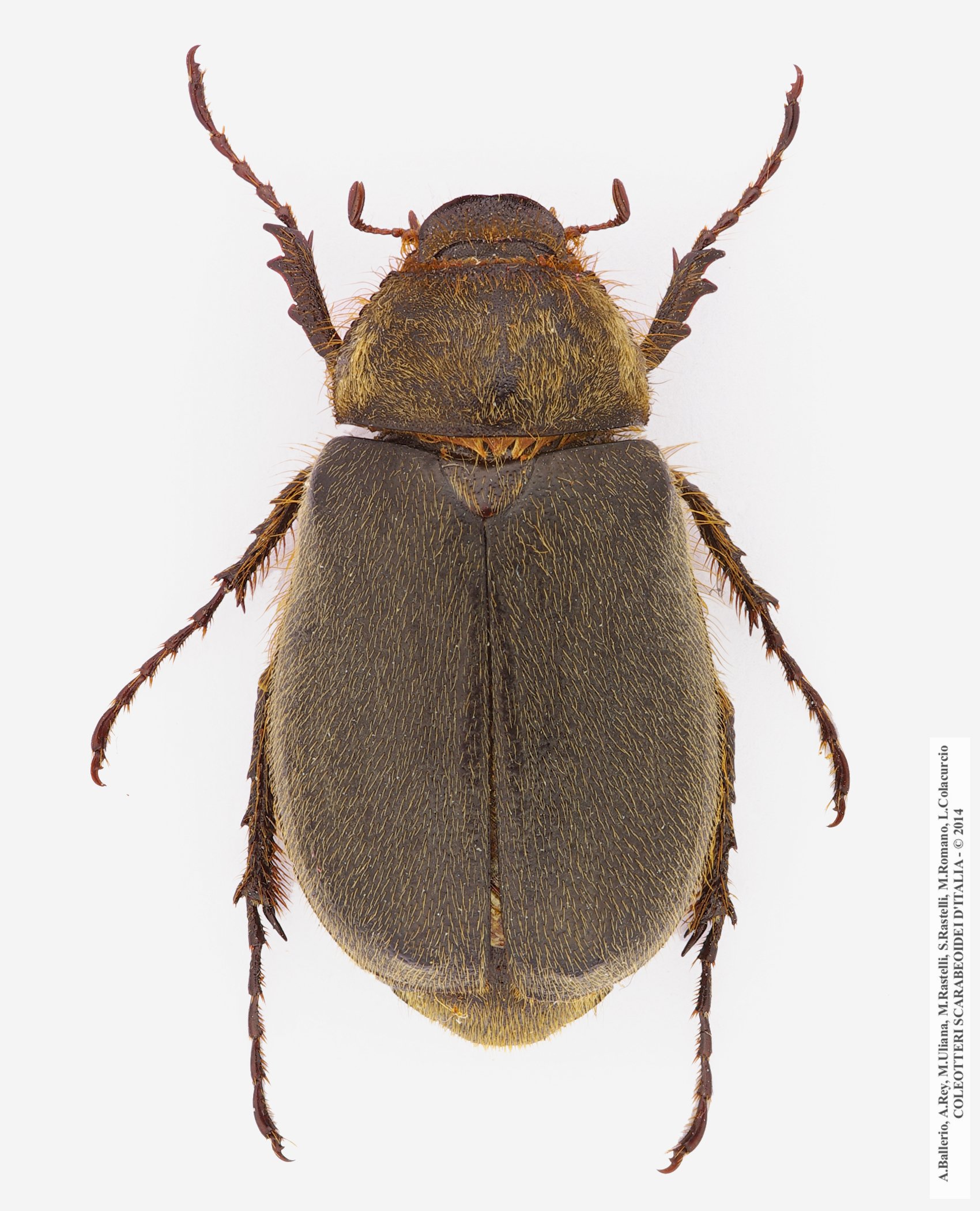 Aplidia hirticollis, maschio