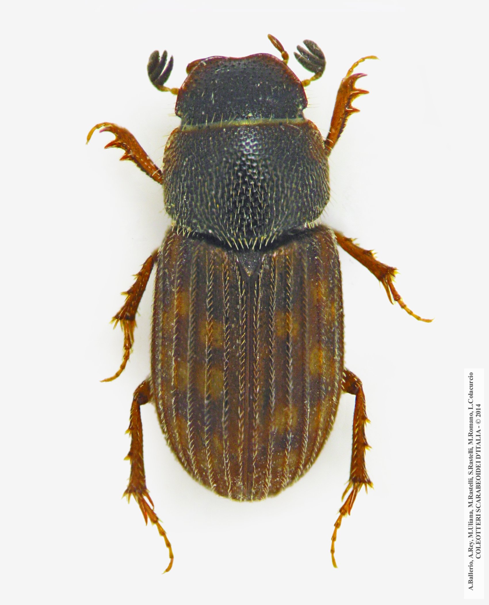 Heptaulacus testudinarius