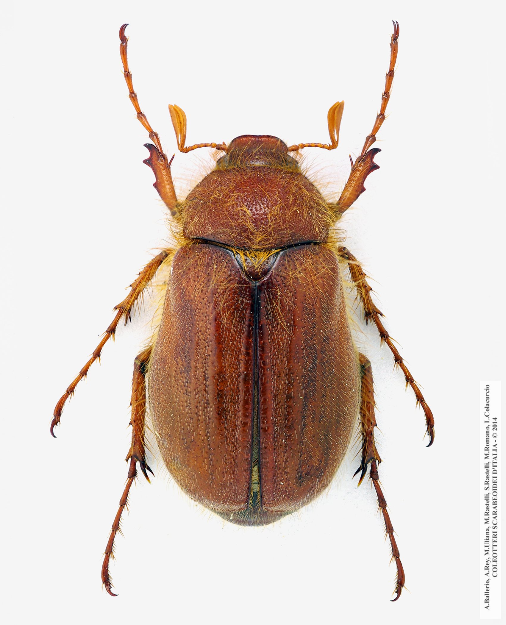 Holochelus fraxinicola, maschio