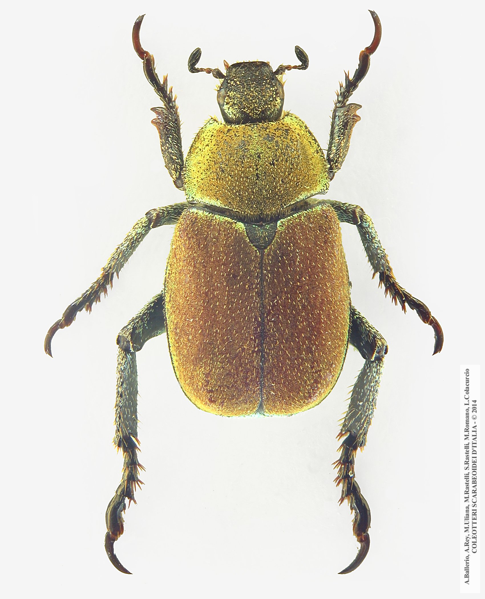 Hoplia argentea, maschio 