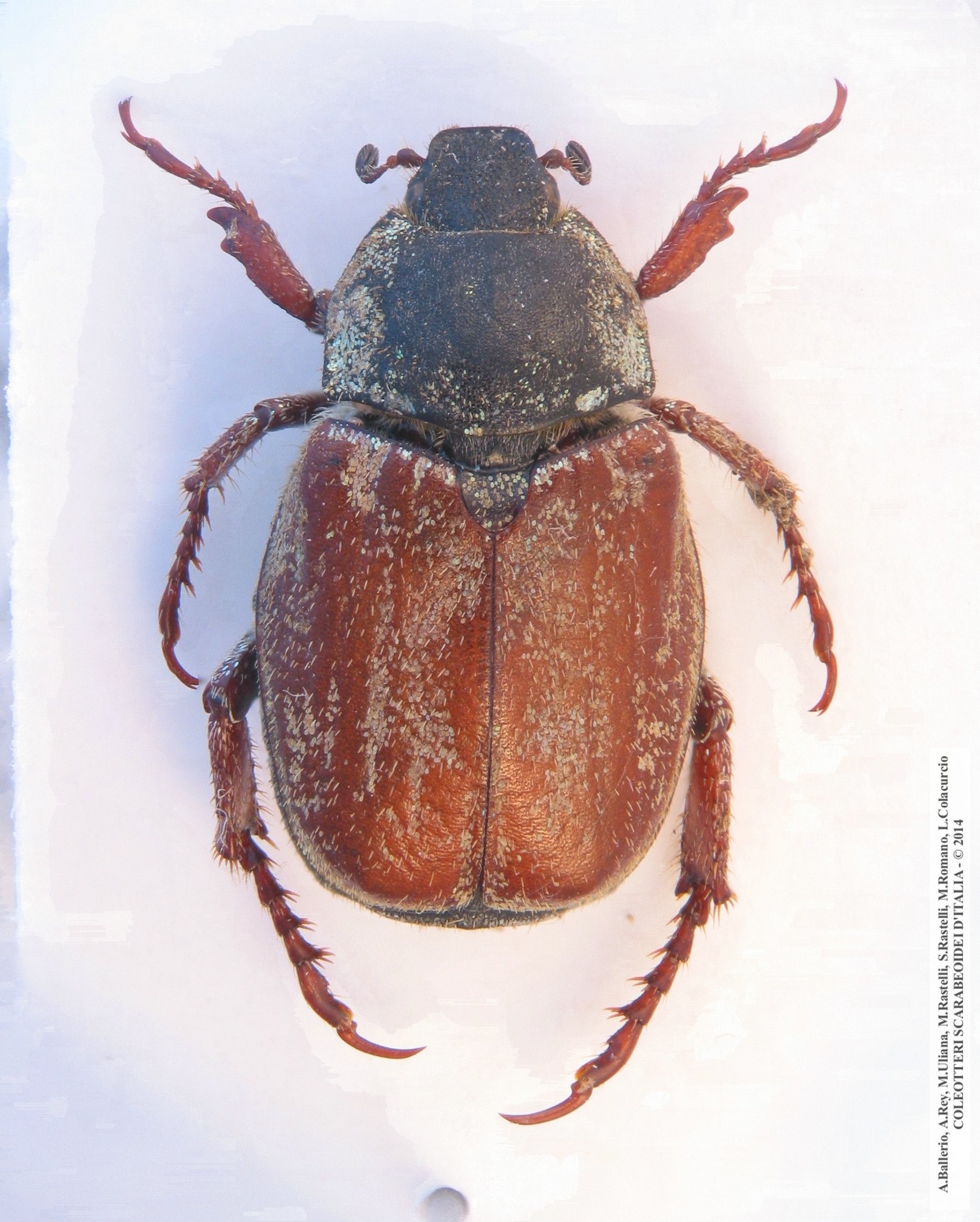 Hoplia argentea
