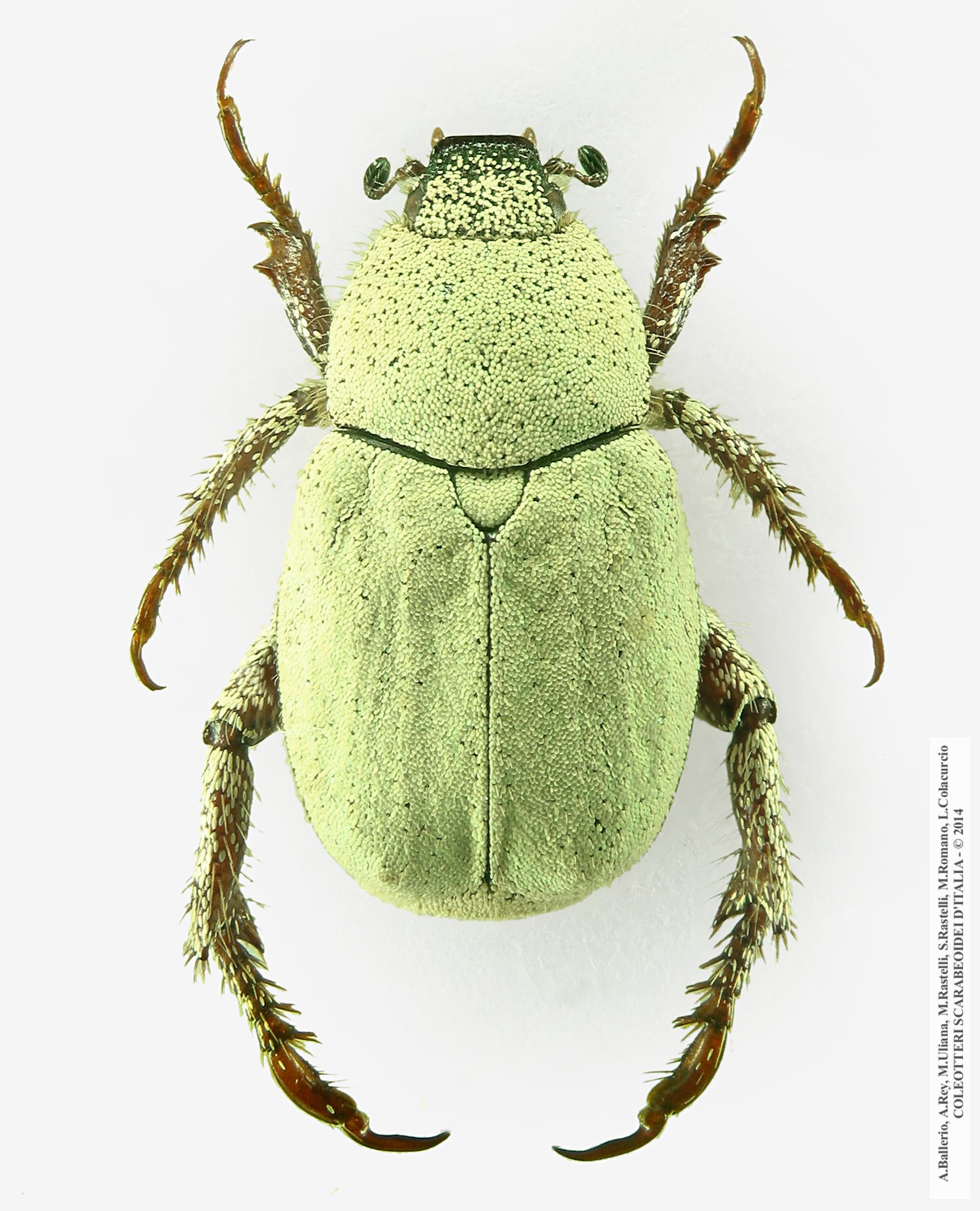 Hoplia attilioi, maschio