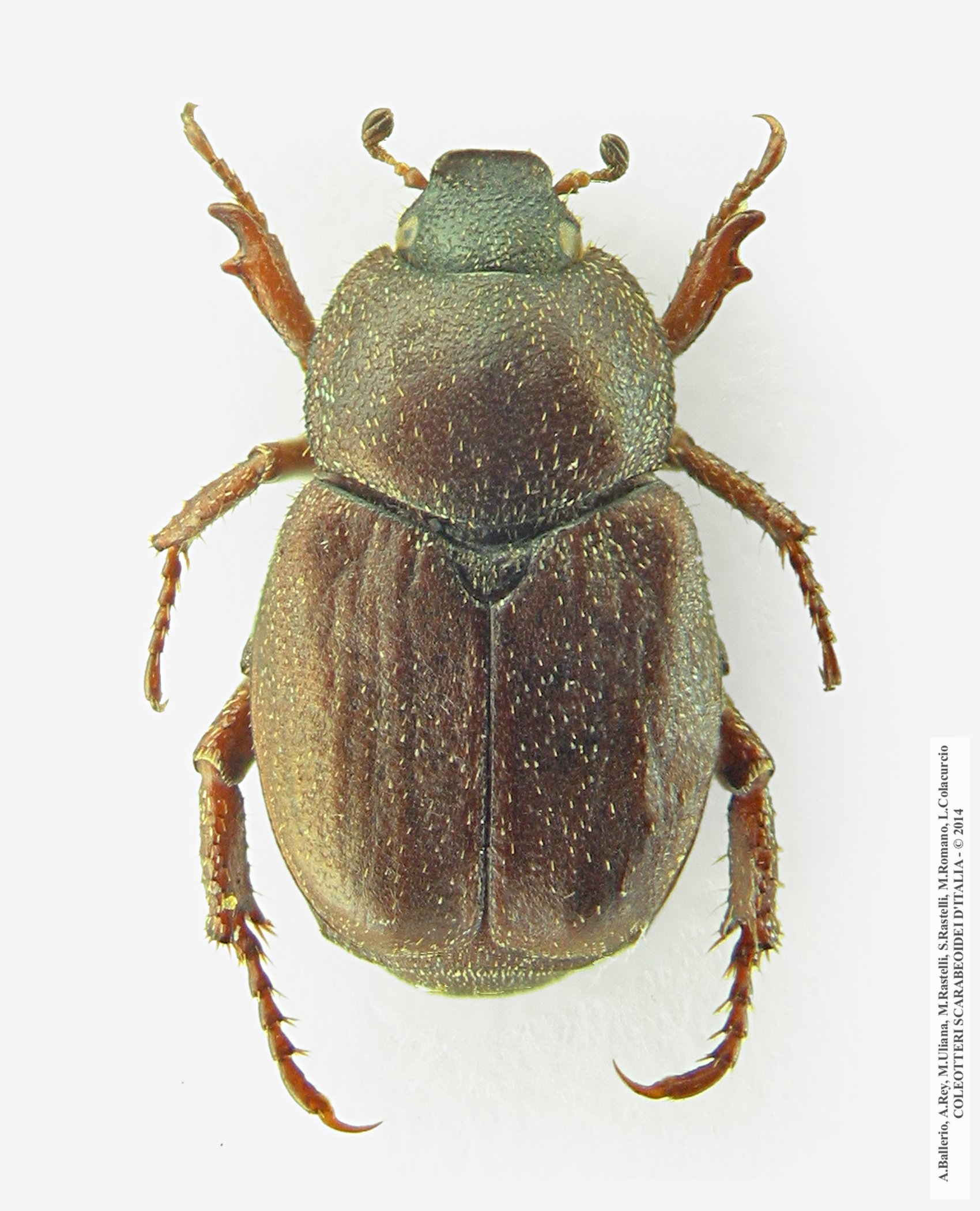 Hoplia brunnipes, femmina