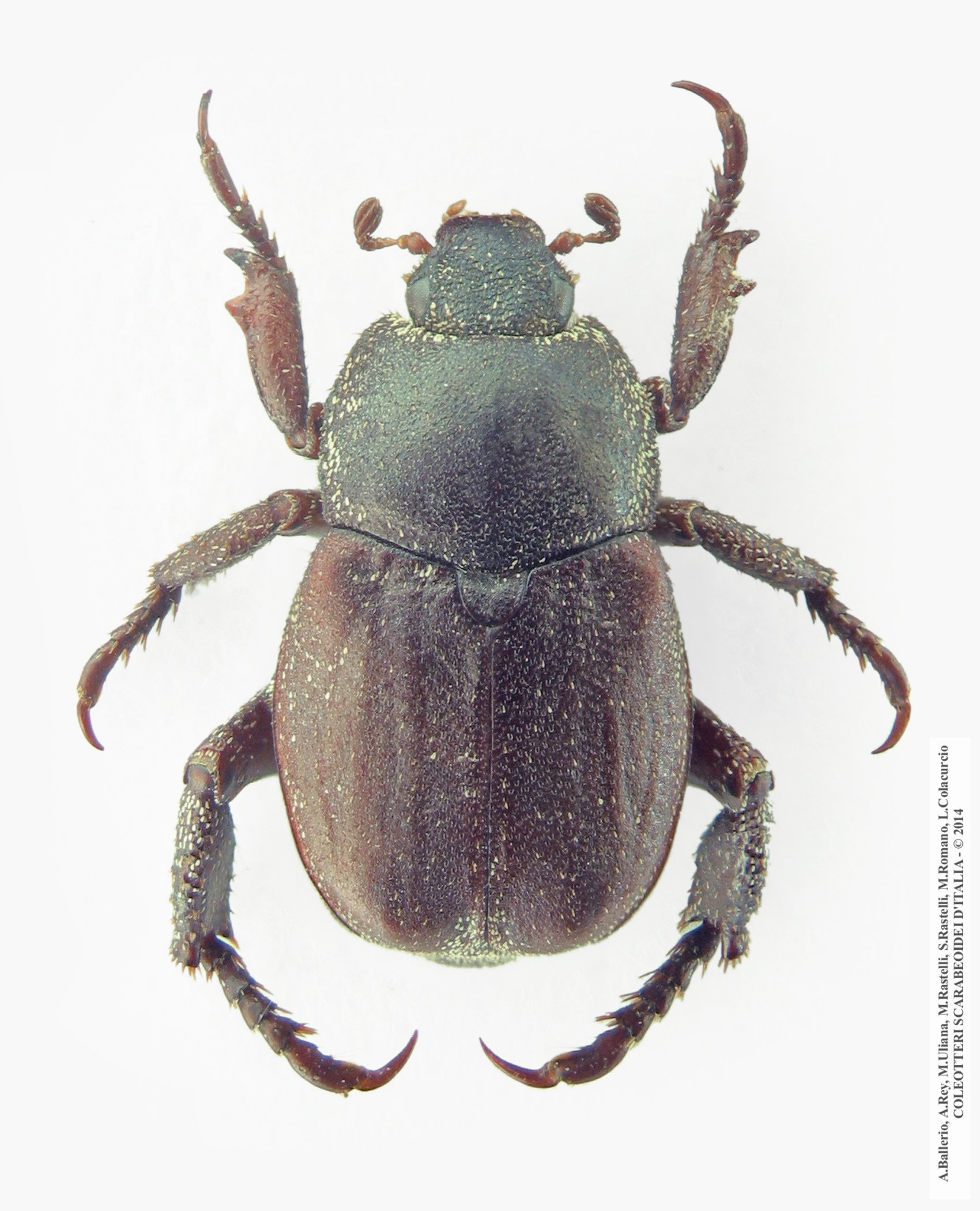 Hoplia brunnipes, maschio
