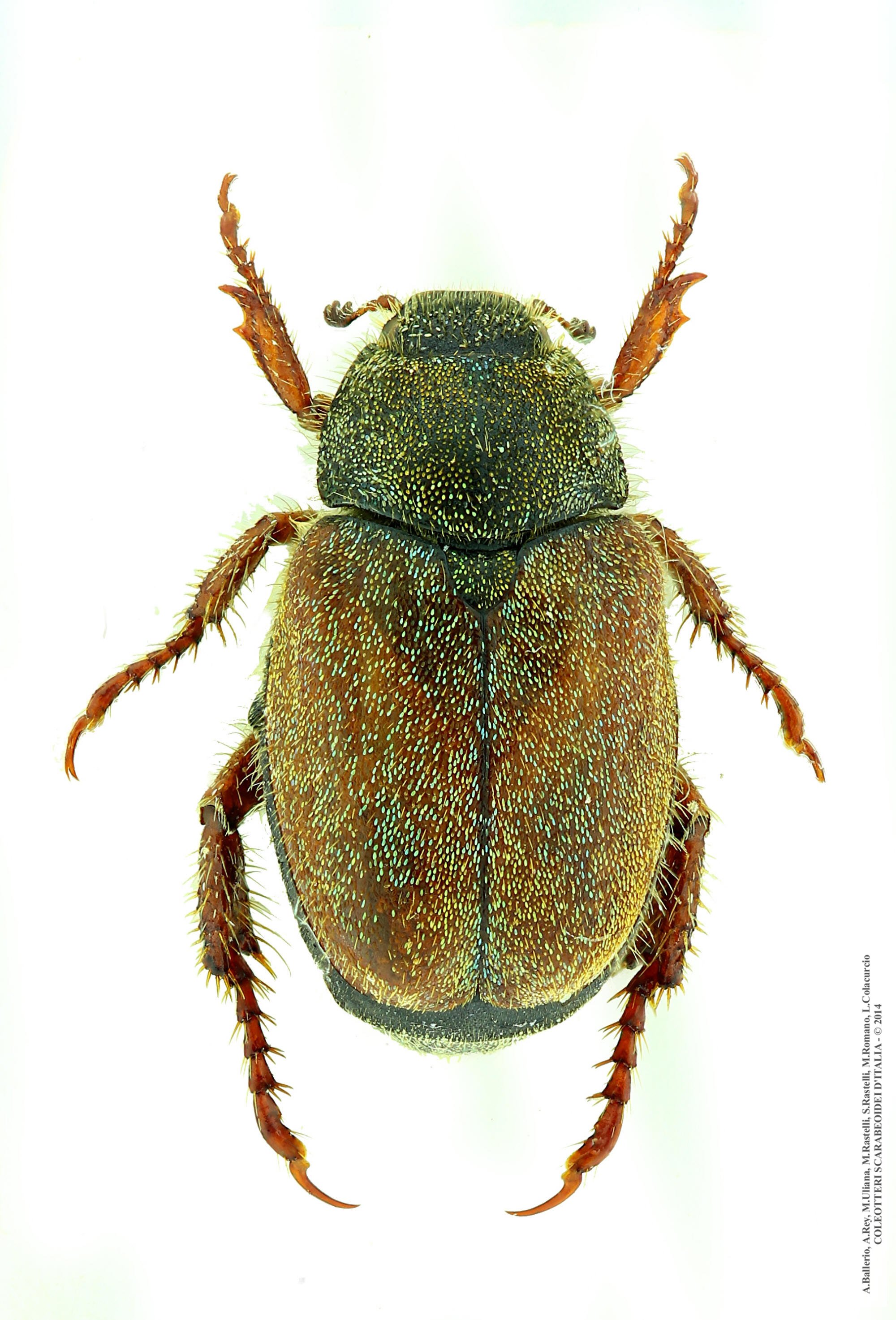 Hoplia dubia, femmina