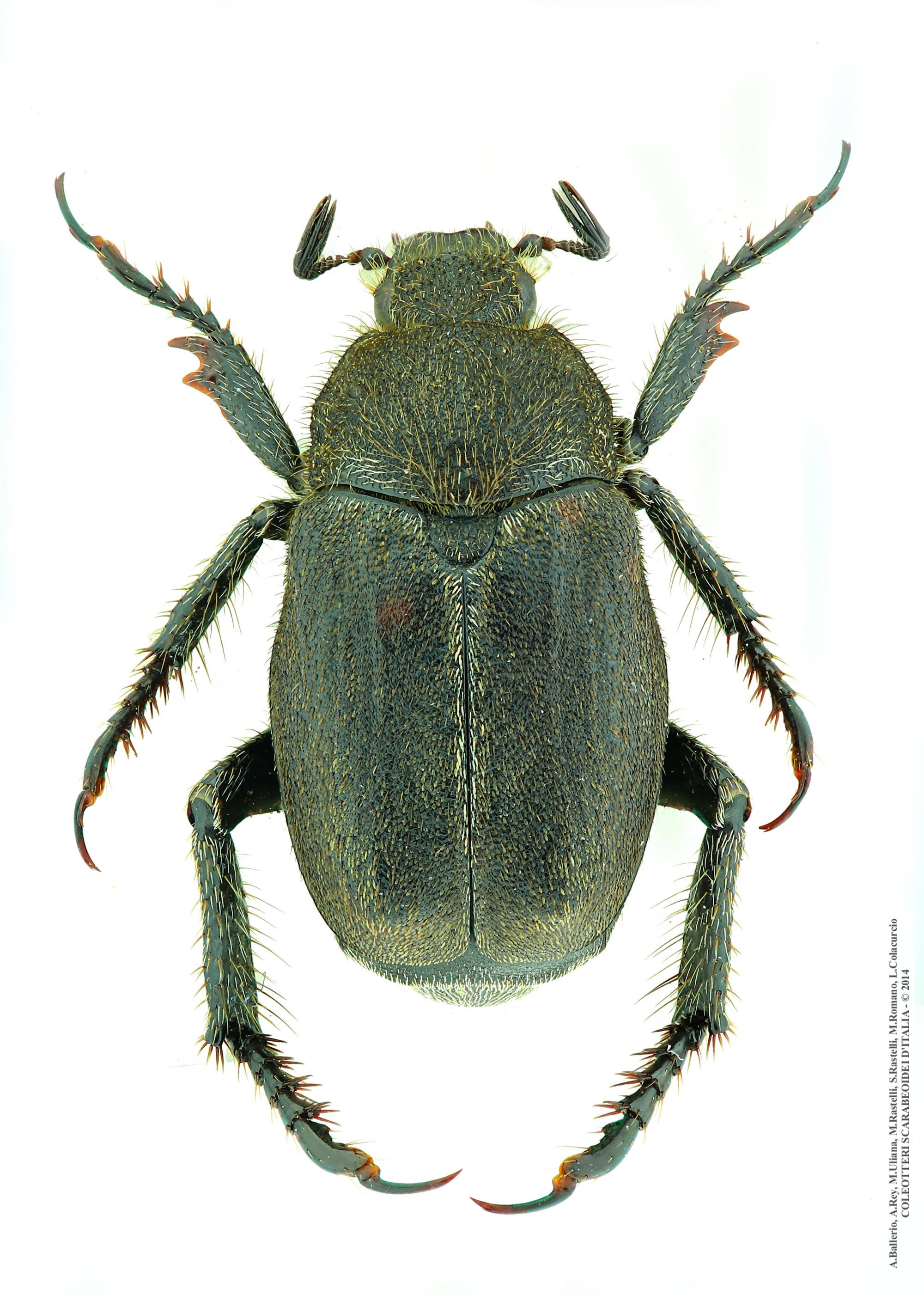 Hoplia fiorii, maschio