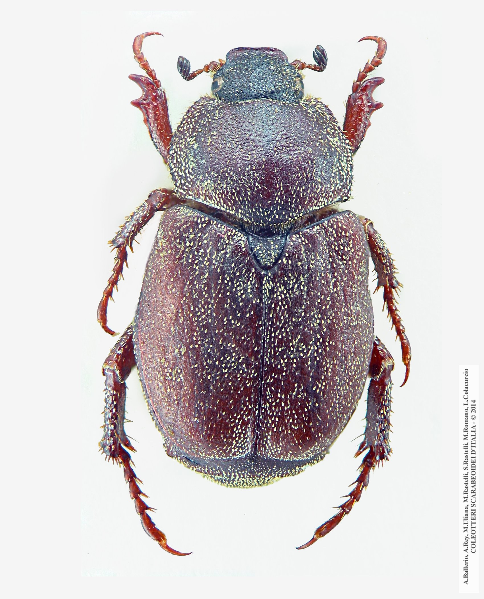 Hoplia graminicola, femmina 