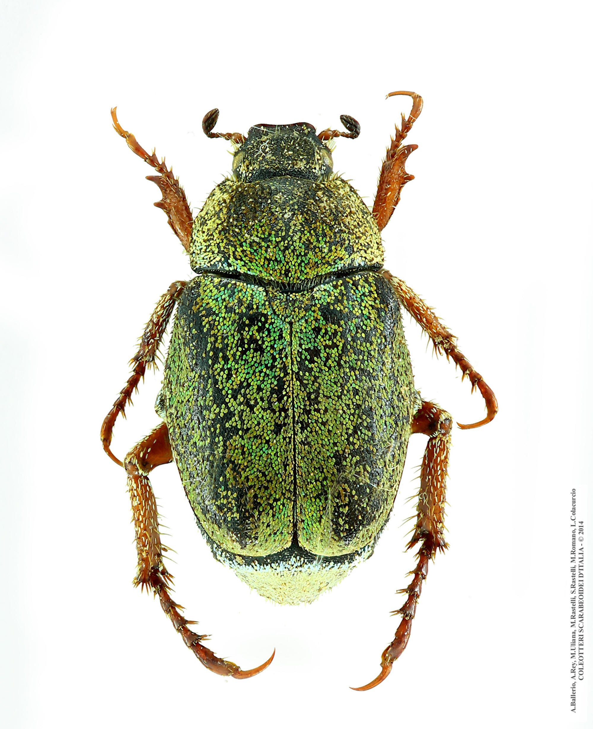 Hoplia minuta, femmina 