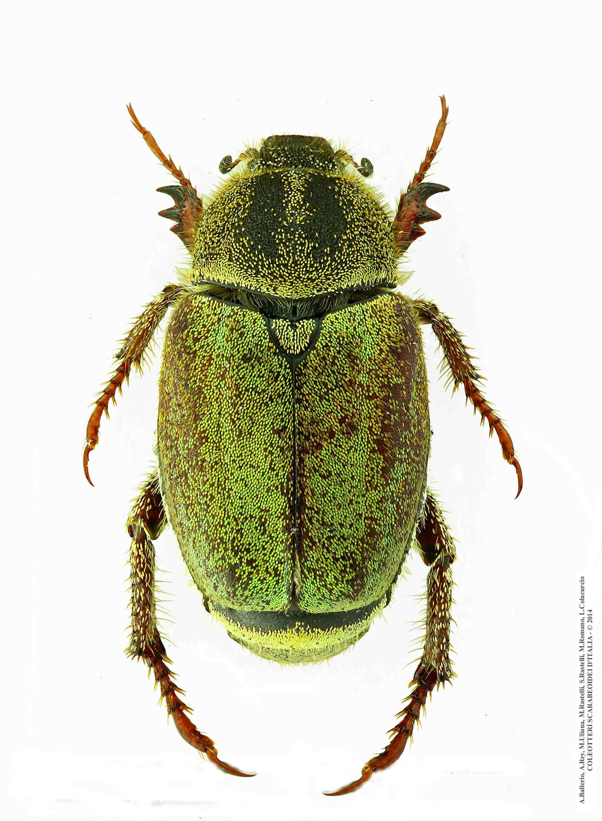 Hoplia pubicollis, femmina 