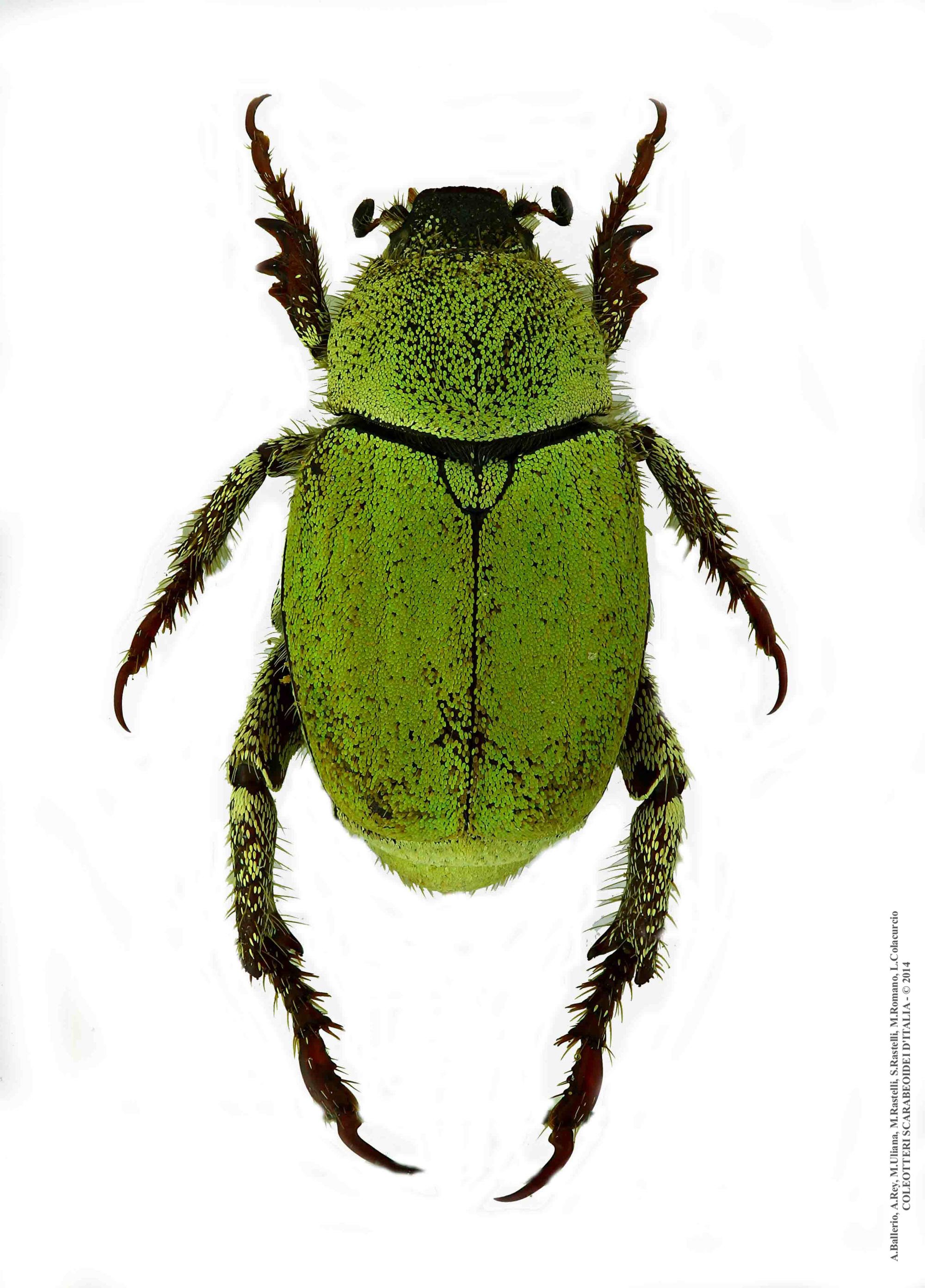 Hoplia pubicollis, maschio