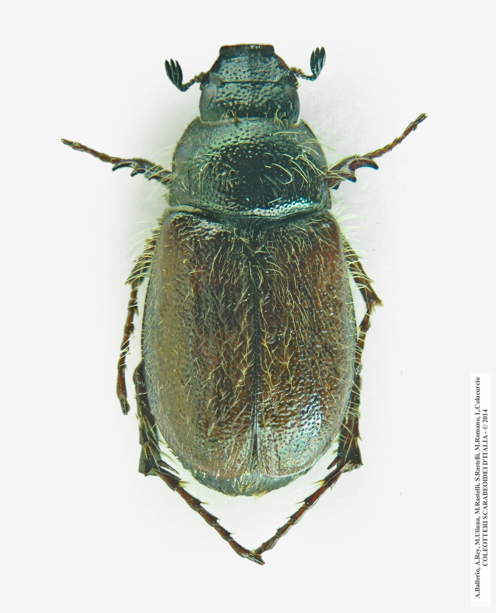 Hymenoplia sicula
