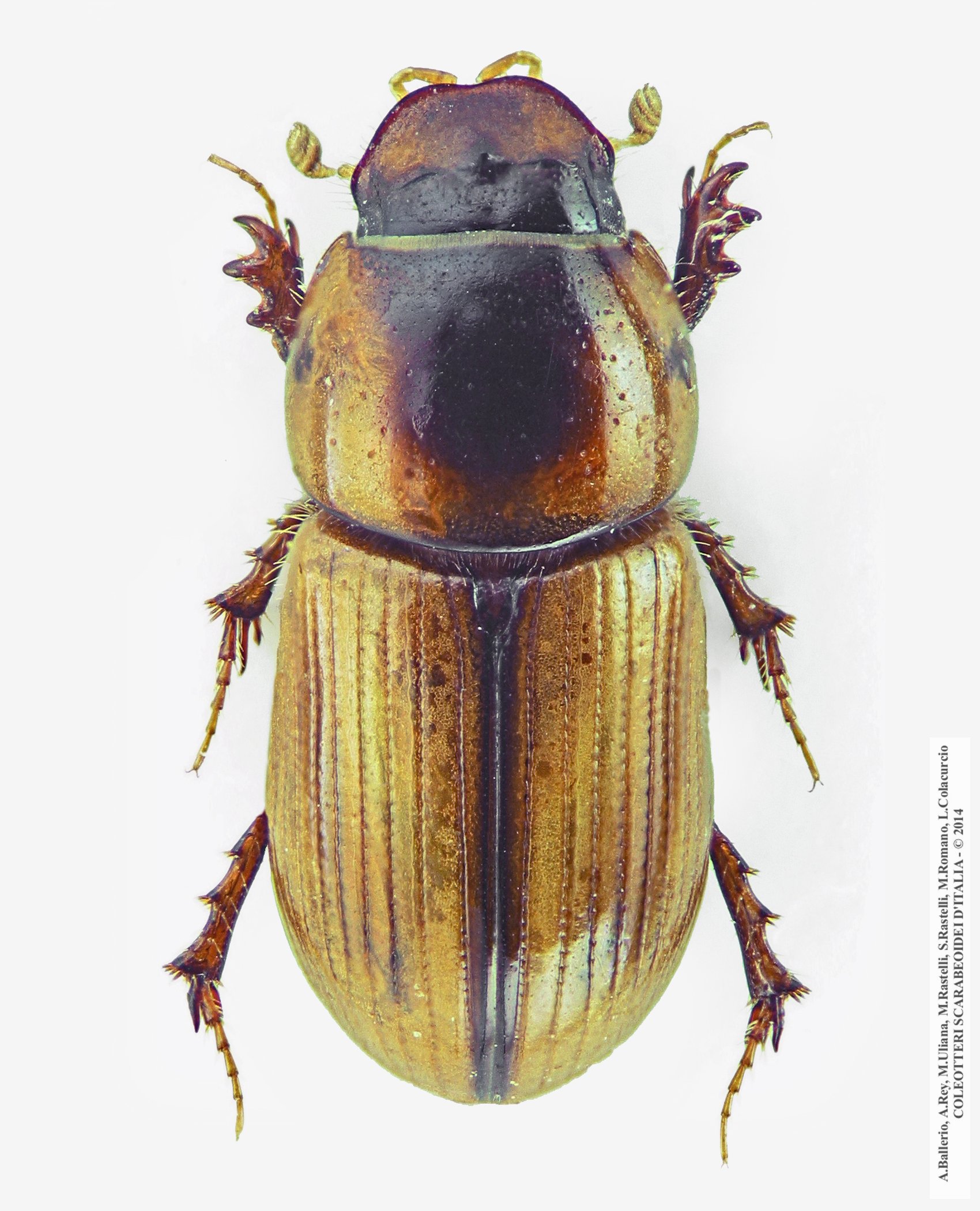 Labarrus lividus