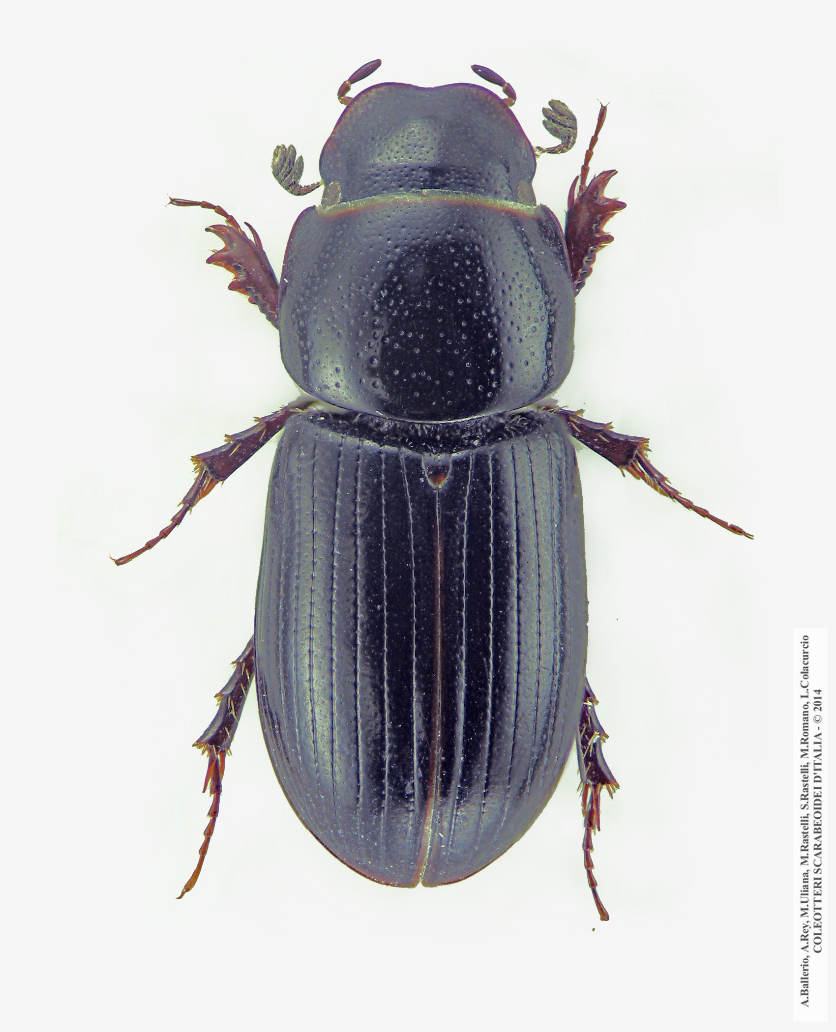 Liothorax niger