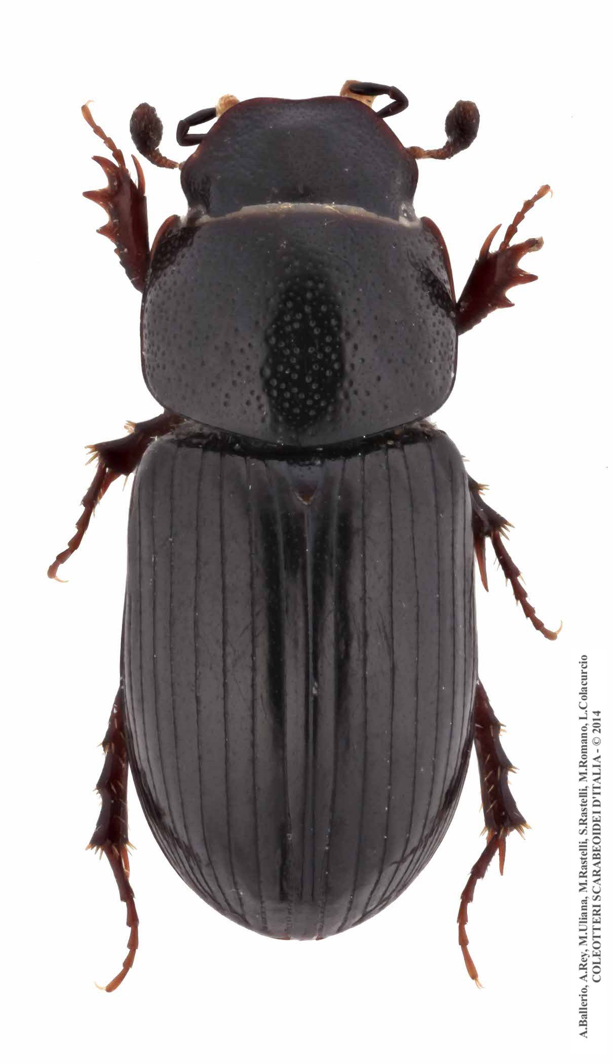 Liothorax plagiatus
