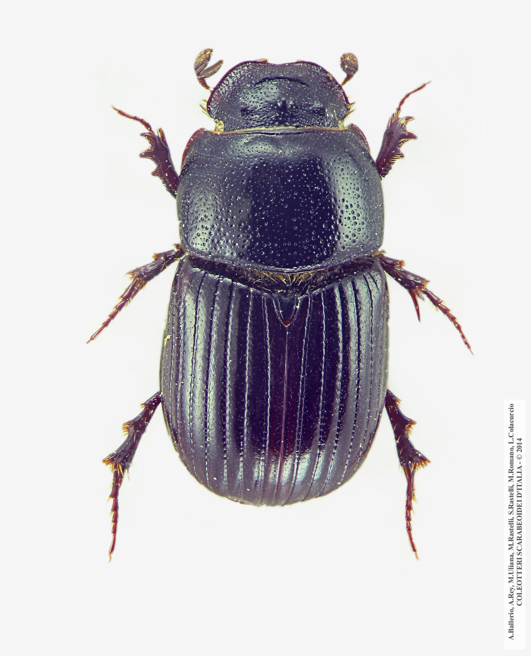 Loraspis frater