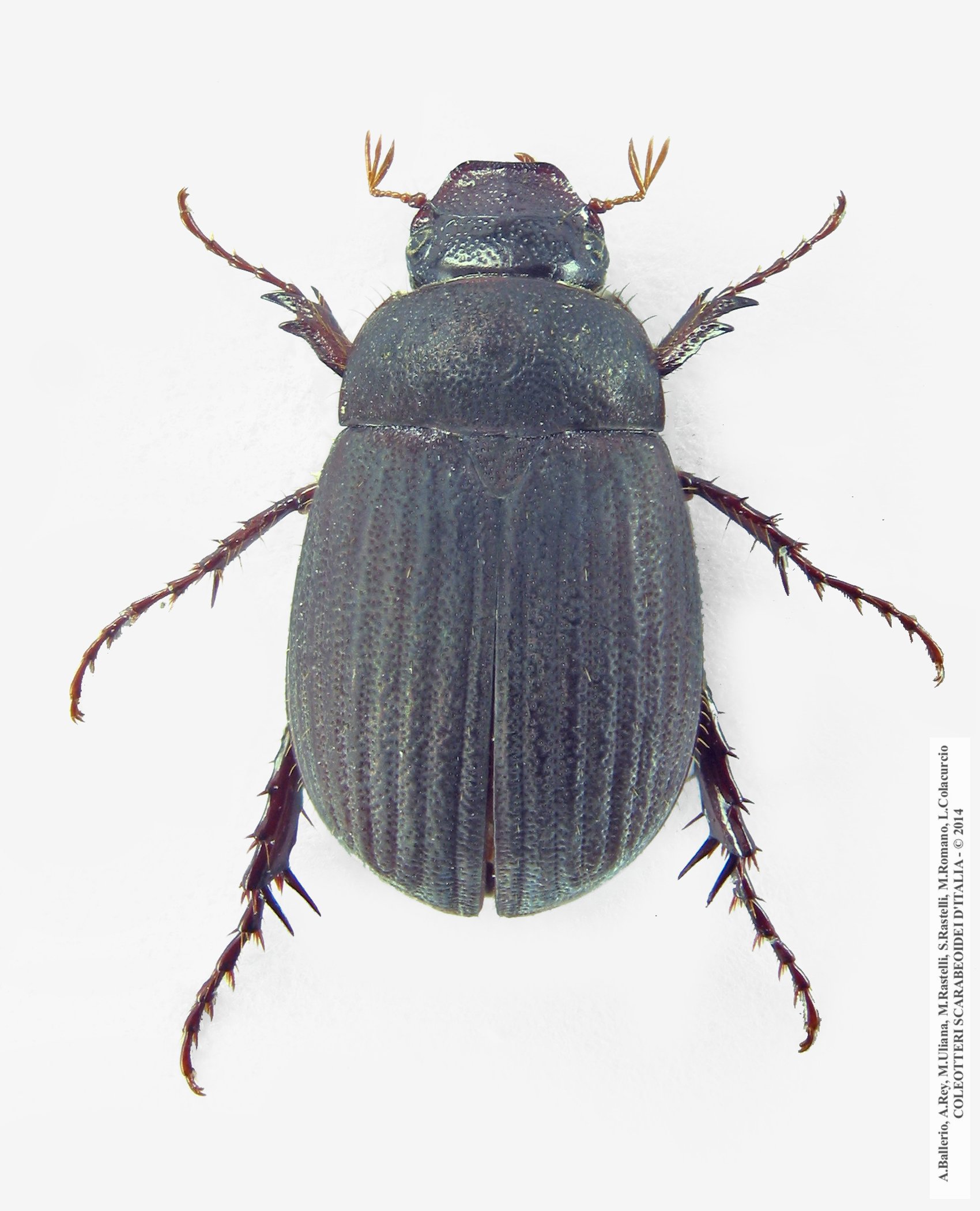 Maladera holosericea, femmina