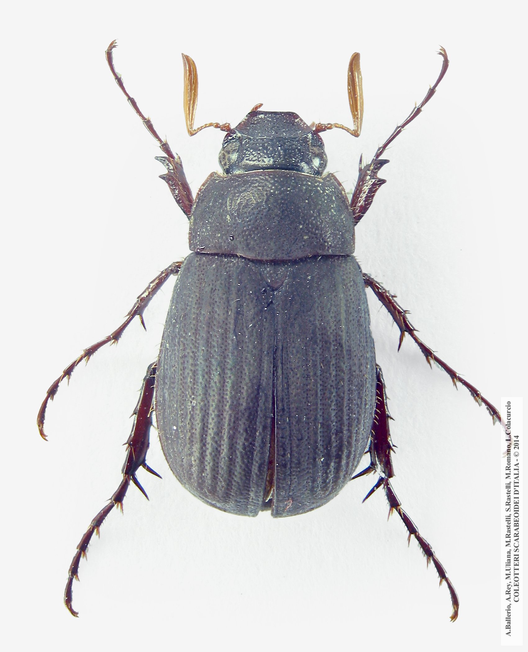 Maladera holosericea, maschio