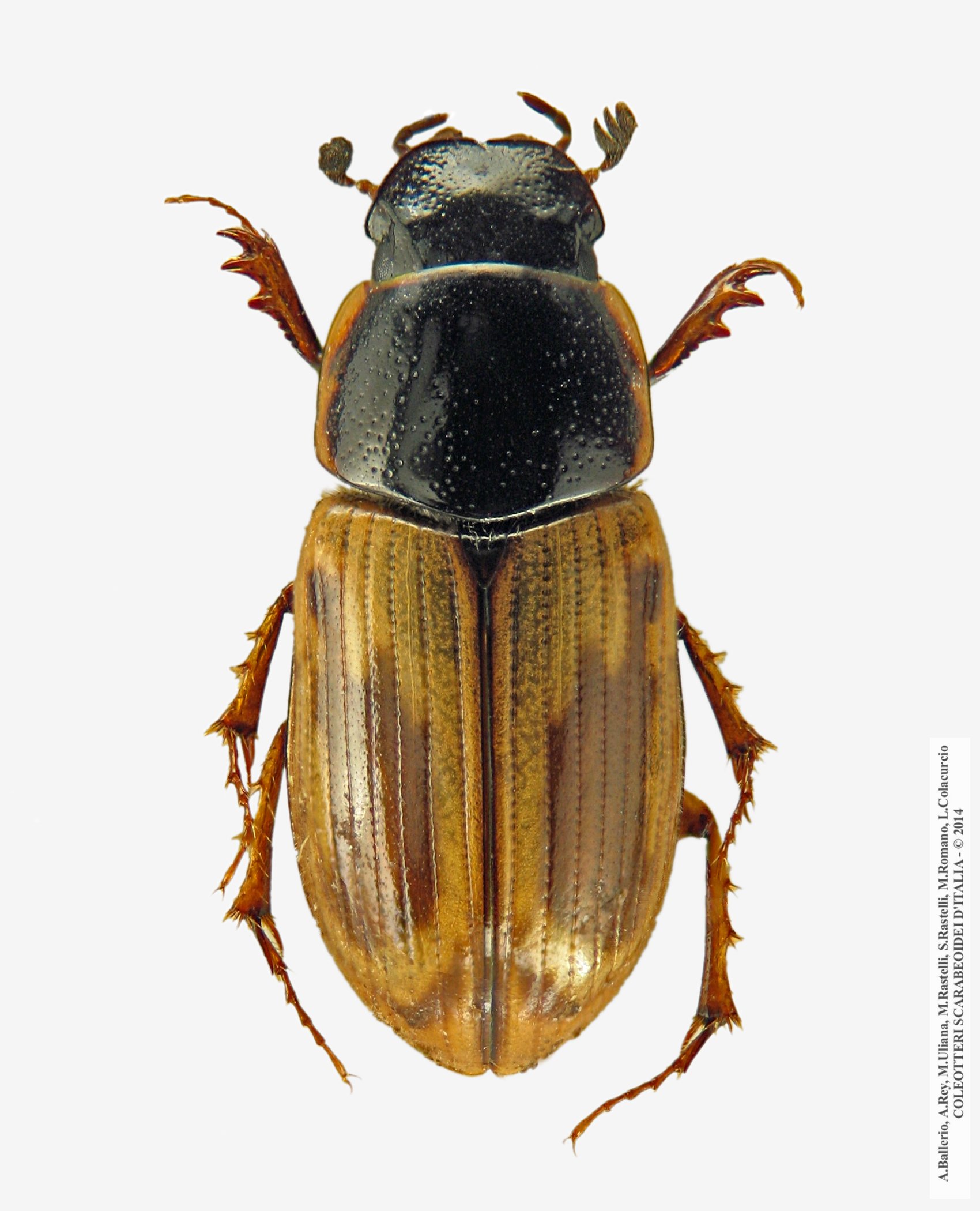 Melinopterus prodromus, femmina