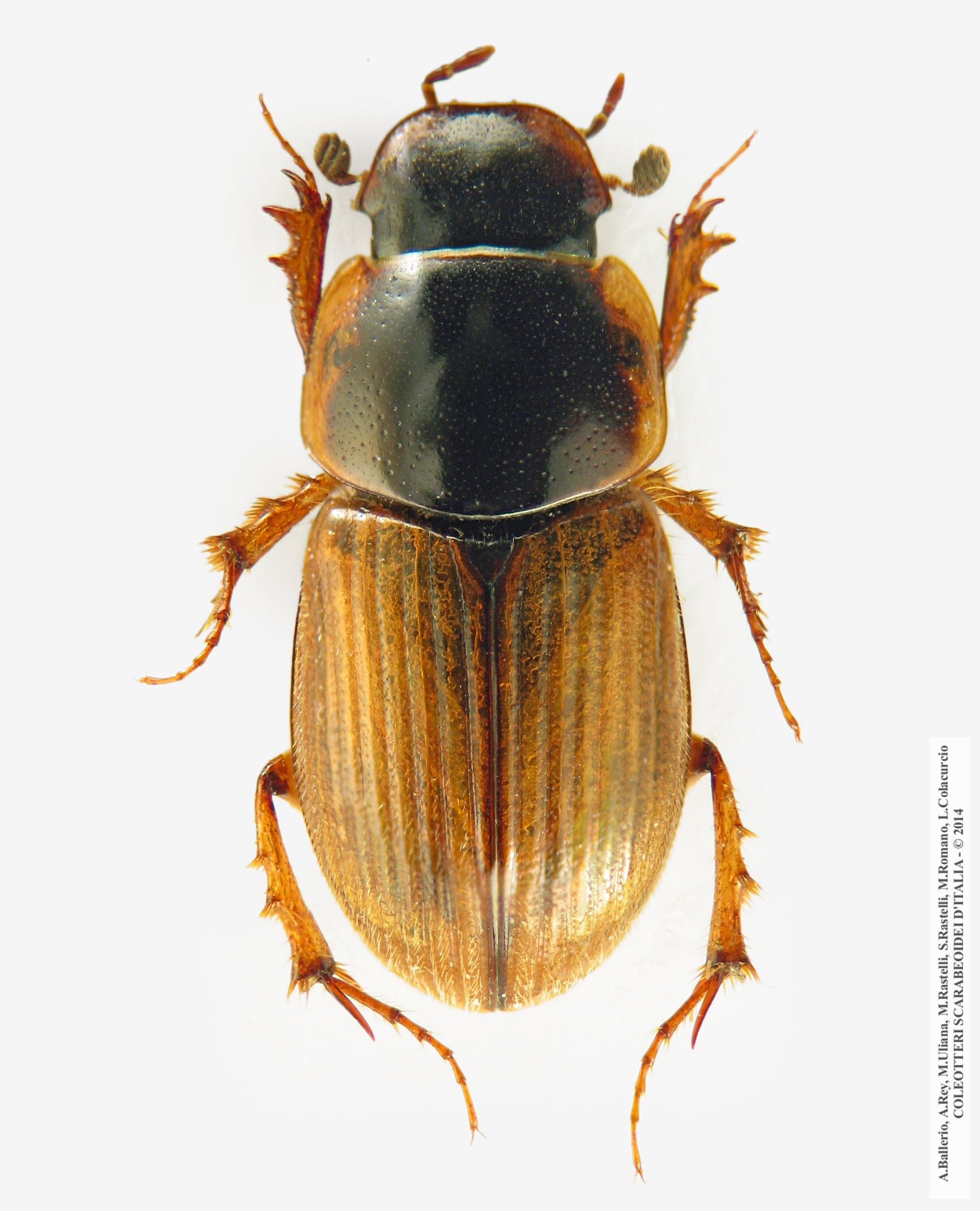 Melinopterus reyi, maschio