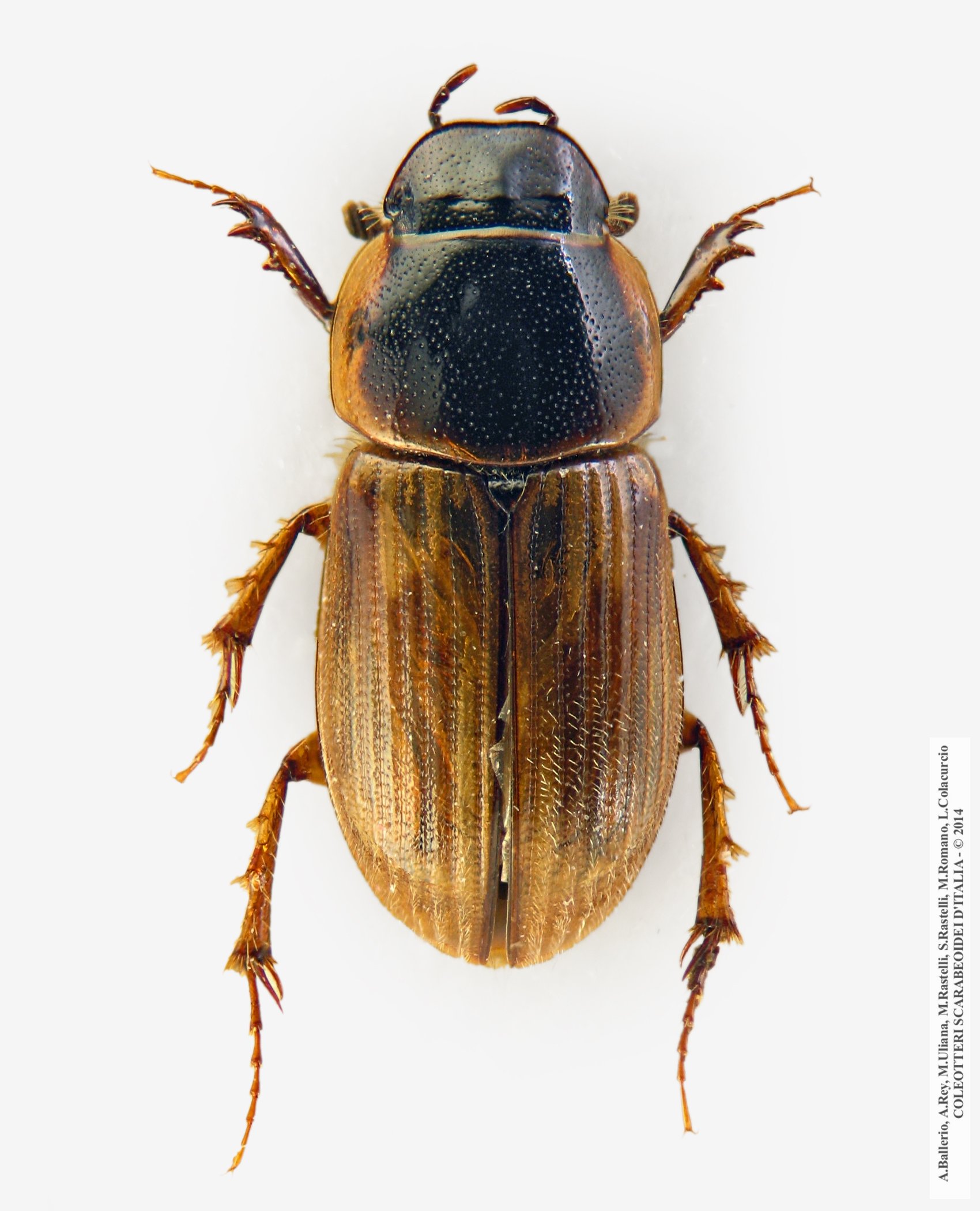 Melinopterus sphacelatus, maschio