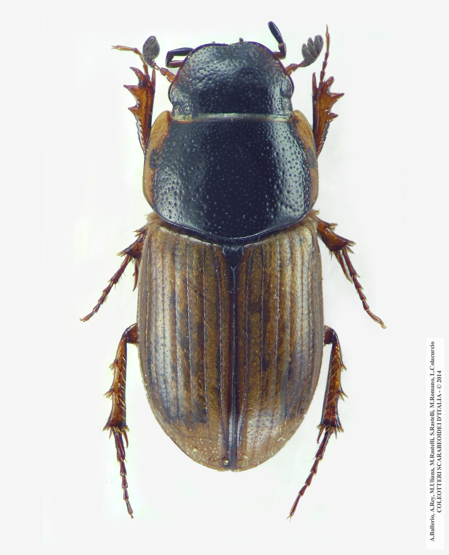 Melinopterus stolzi, maschio