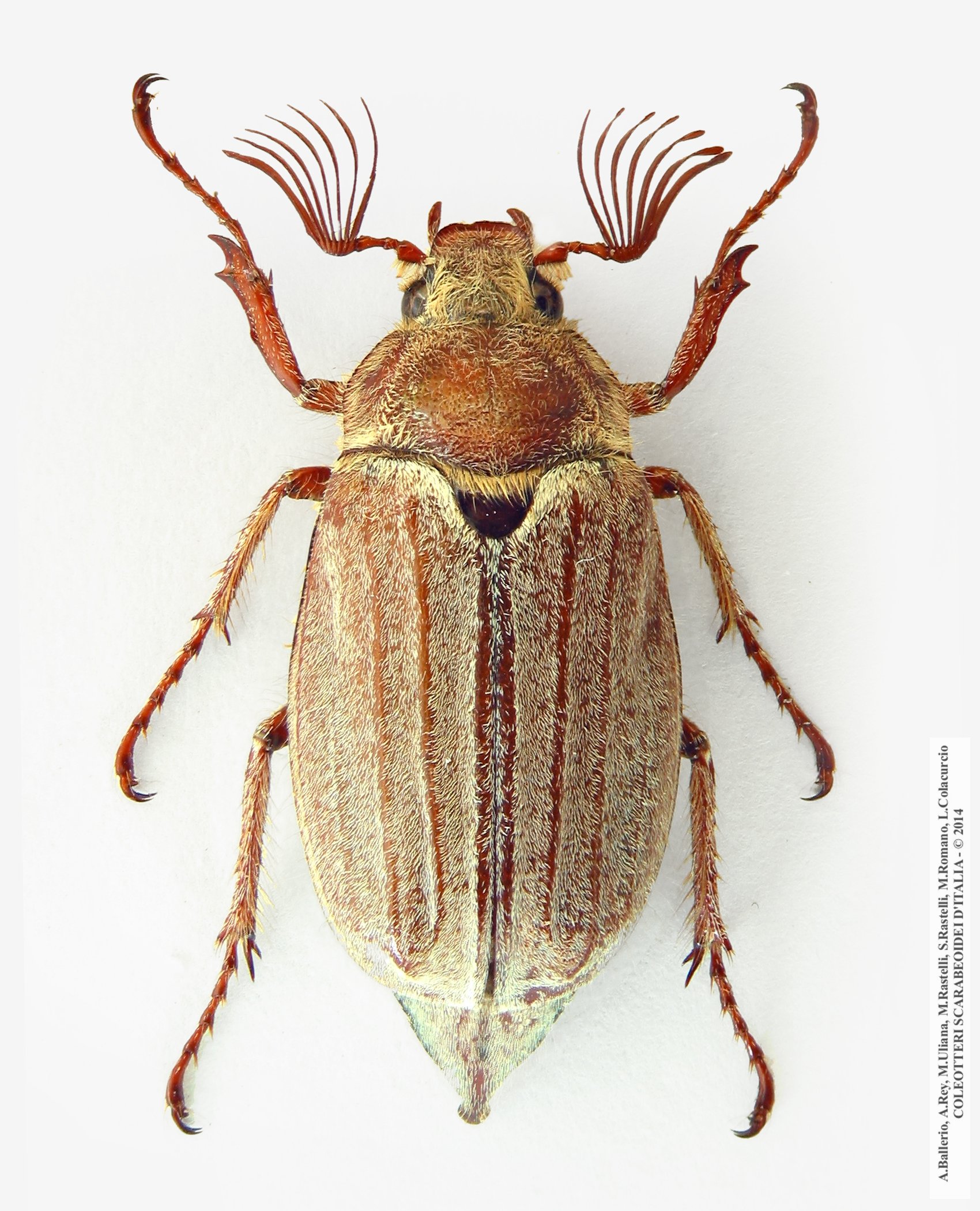 Melolontha hippocastani, maschio 